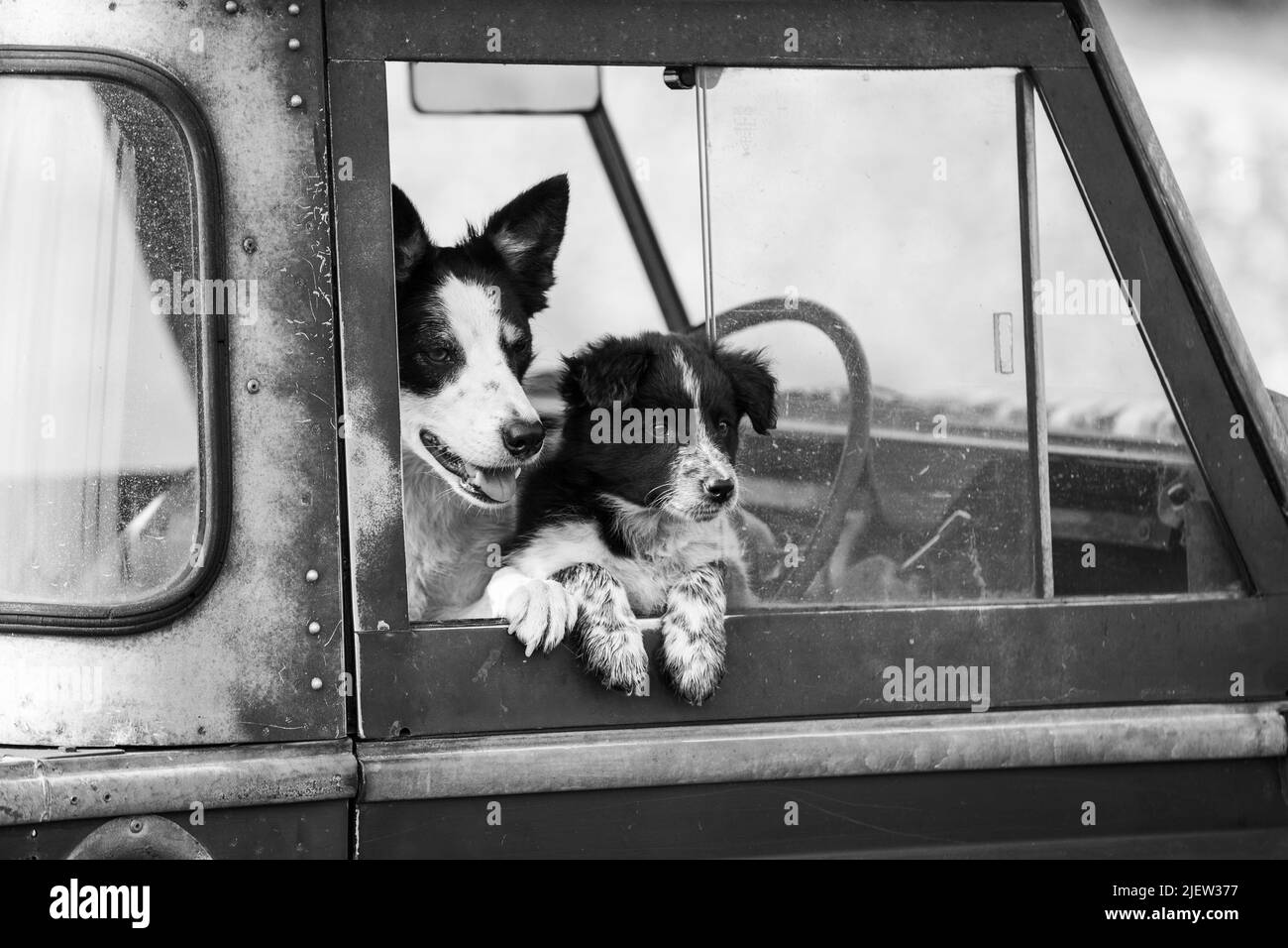 Chien de berger et chiots en activité Banque D'Images
