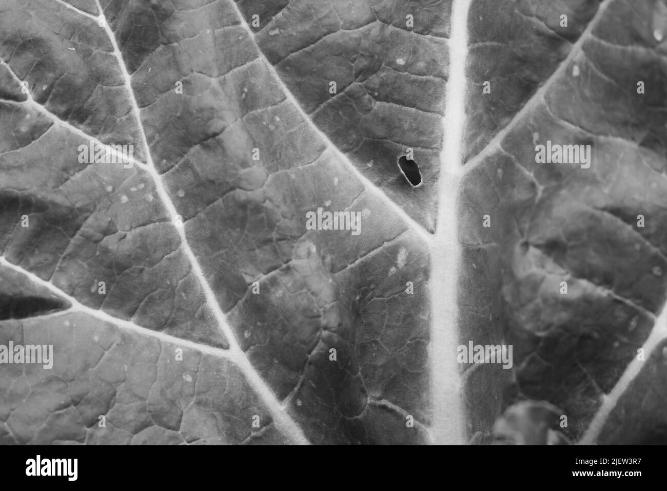 Plein cadre d'une feuille luxuriante avec des veines énormes et un petit trou en noir et blanc. Banque D'Images