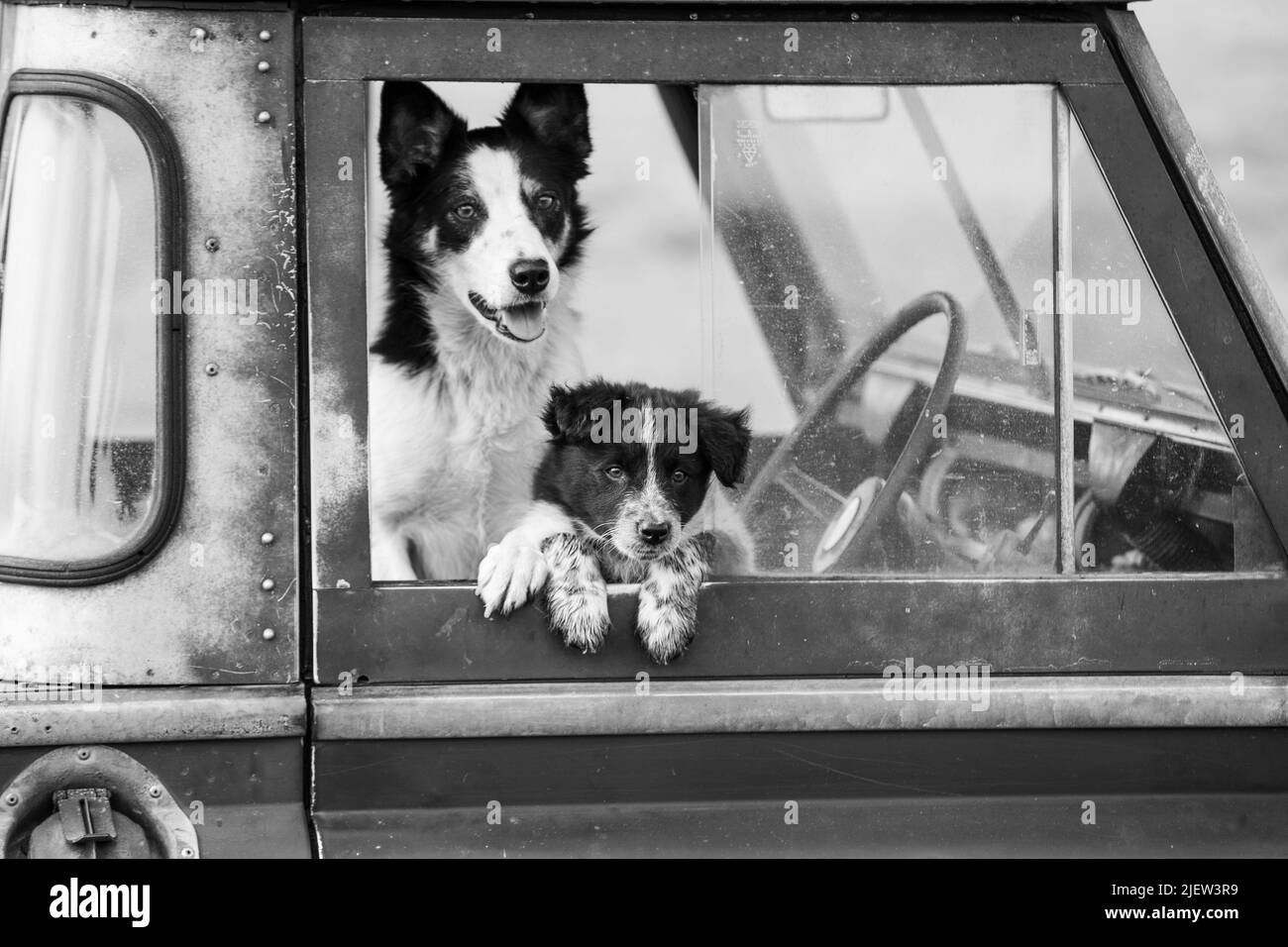 Chien de berger et chiots en activité Banque D'Images
