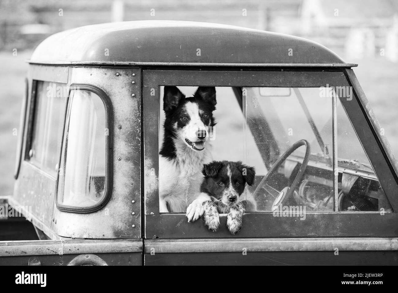 Chien de berger et chiots en activité Banque D'Images