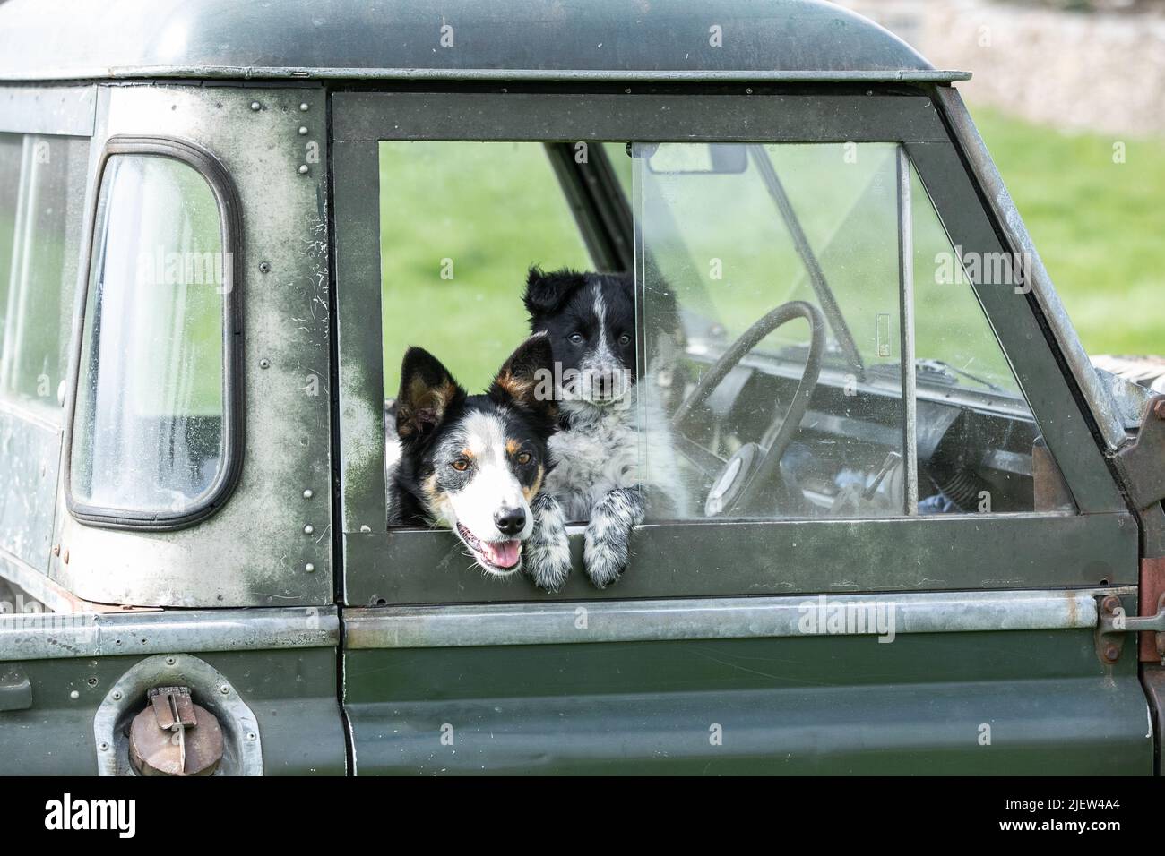 Chien de berger et chiots en activité Banque D'Images