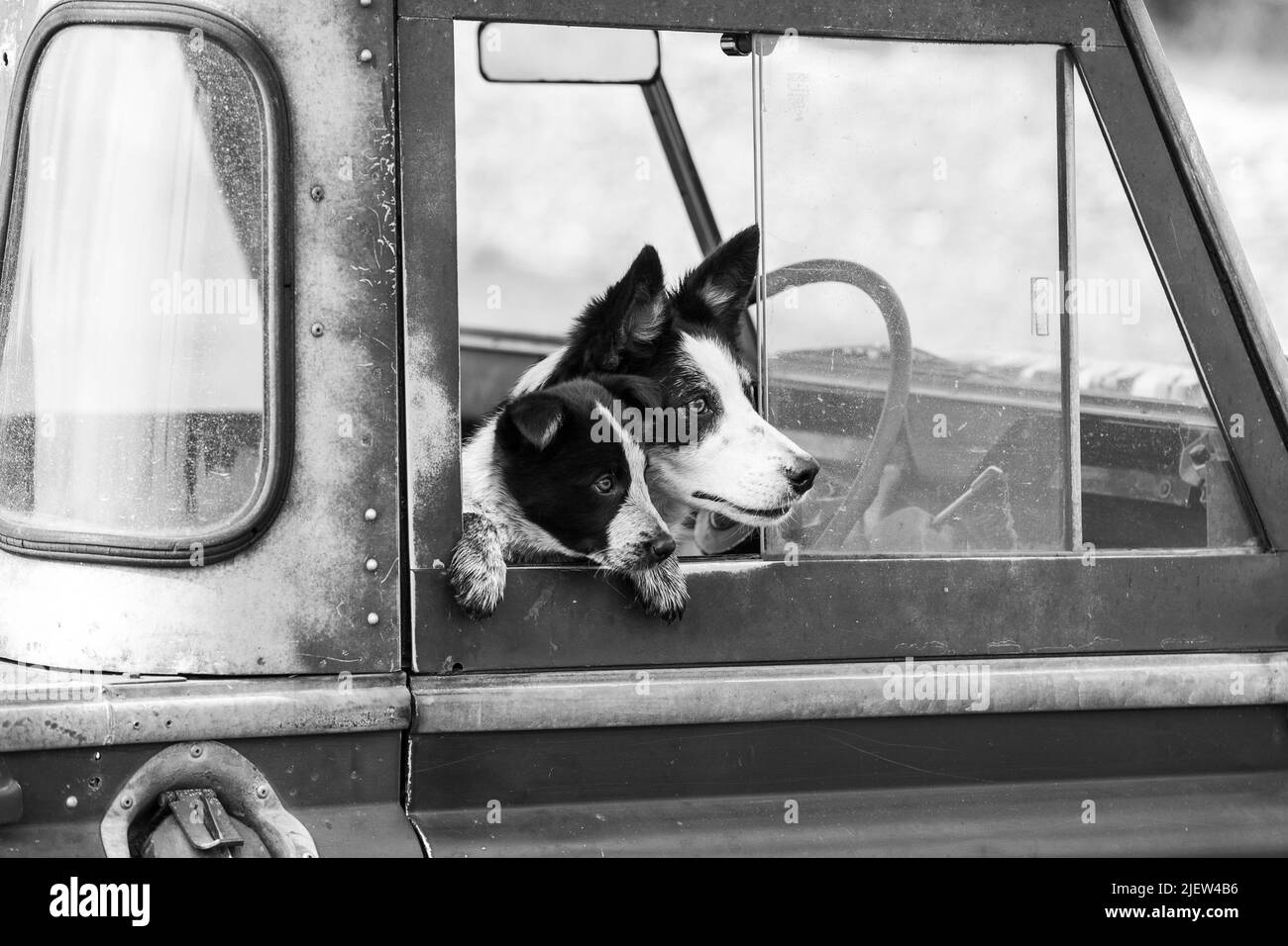 Chien de berger et chiots en activité Banque D'Images