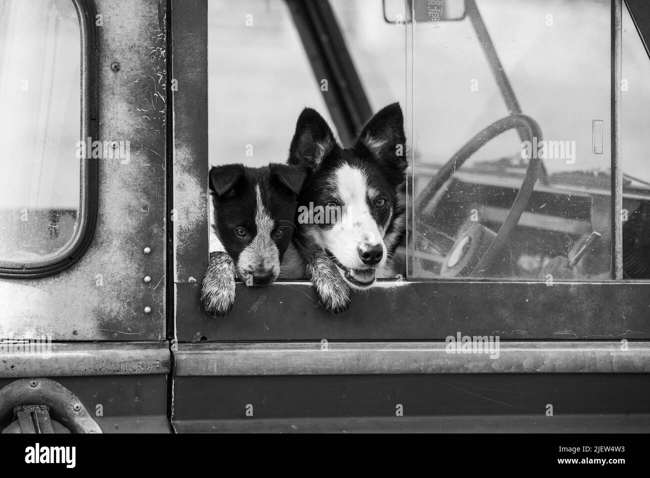 Chien de berger et chiots en activité Banque D'Images