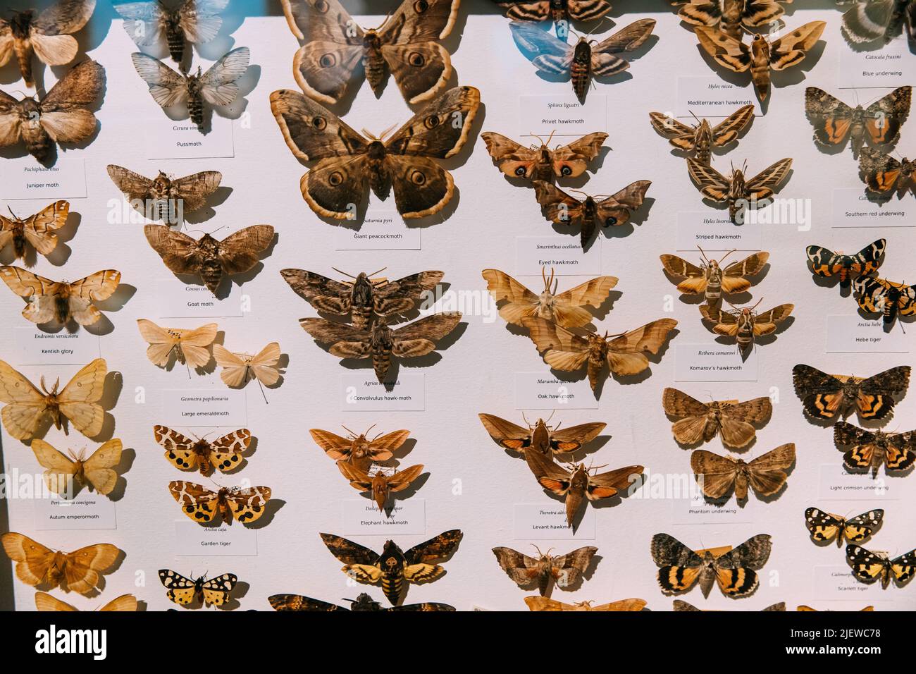Collection entomologique de papillons. Collage d'insectes de Lepidoptera pour entomologistes. Ensemble de divers papillons. Papillons. Banque D'Images