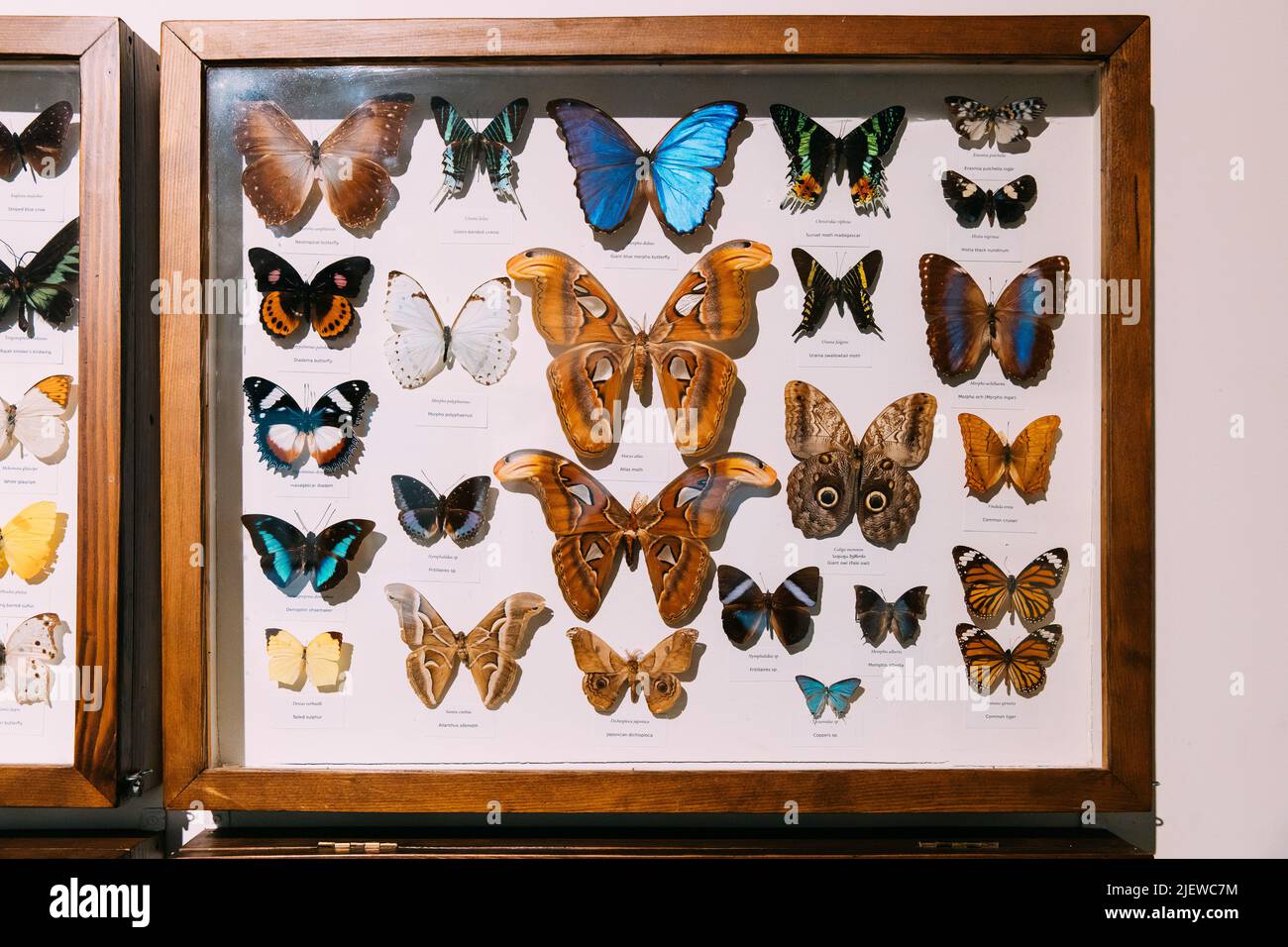Gros plan Collection entomologique de papillons. Collage d'insectes de Lepidoptera pour entomologistes. Ensemble de divers papillons. Banque D'Images
