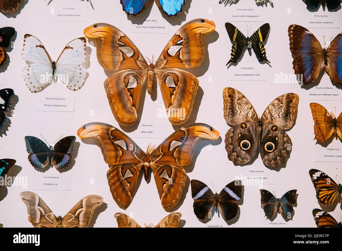 Gros plan Collection entomologique de papillons. Collage d'insectes de Lepidoptera pour entomologistes. Ensemble de divers papillons. Banque D'Images