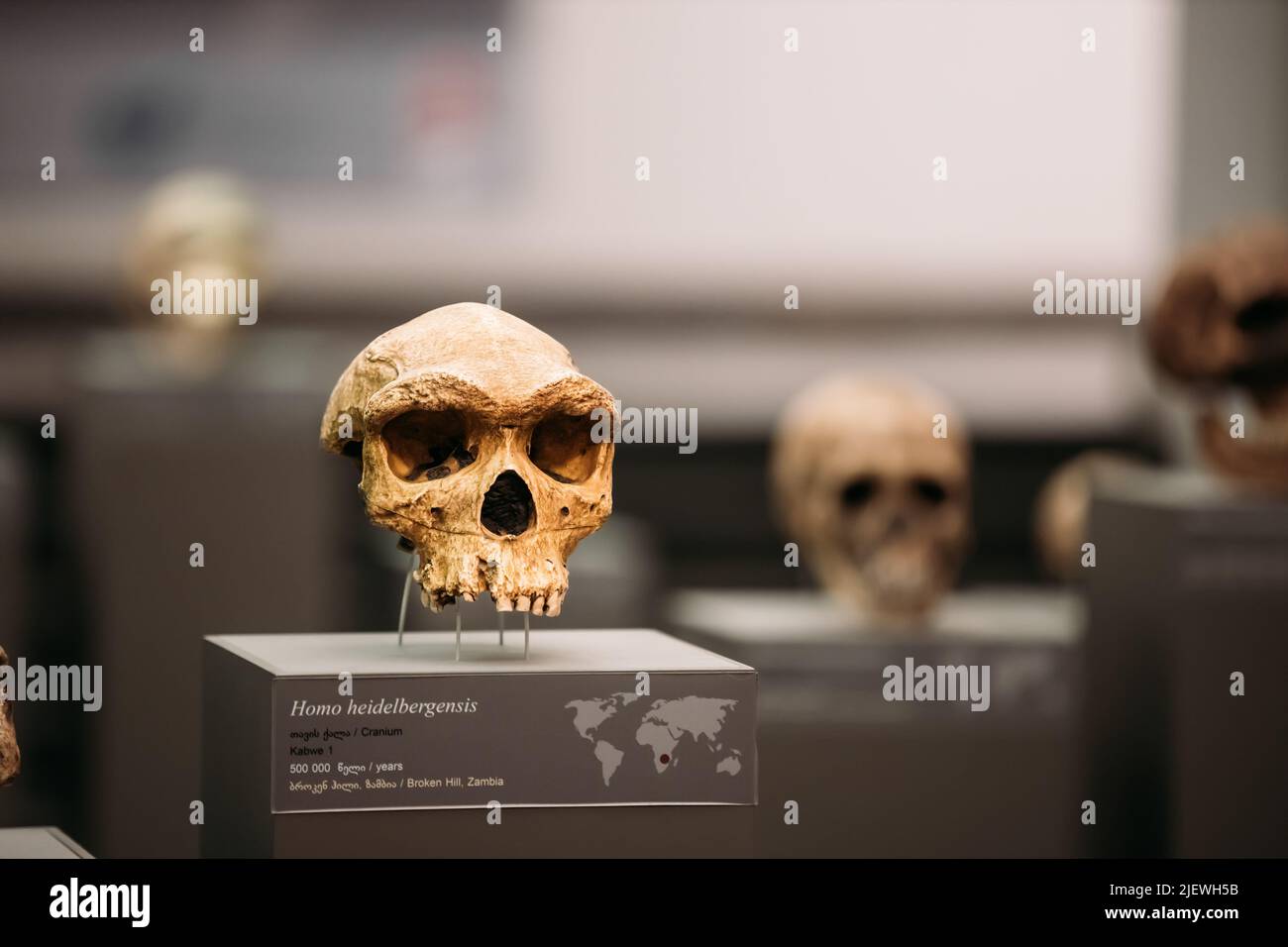 Homo Heidelbergensis. Daté il y a 500 000 ans. Tbilissi, Géorgie. Musée national géorgien. Découvert à Broken Hill, Zambie crâne préhistorique d'homme, Banque D'Images