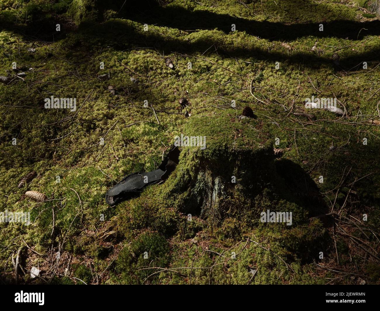 Une semelle de chaussure usée, laissée dans les bois. Banque D'Images