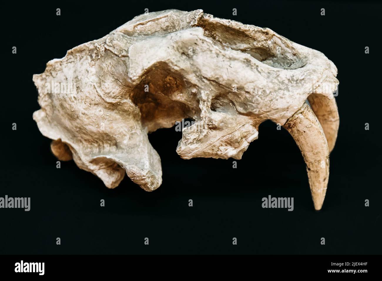 Tbilissi, Géorgie. Musée national géorgien. Crâne de Megantereon de chat à dents Dirk. Crâne et mâchoire inférieure sur fond noir avec espace pour le texte. Mégole Banque D'Images