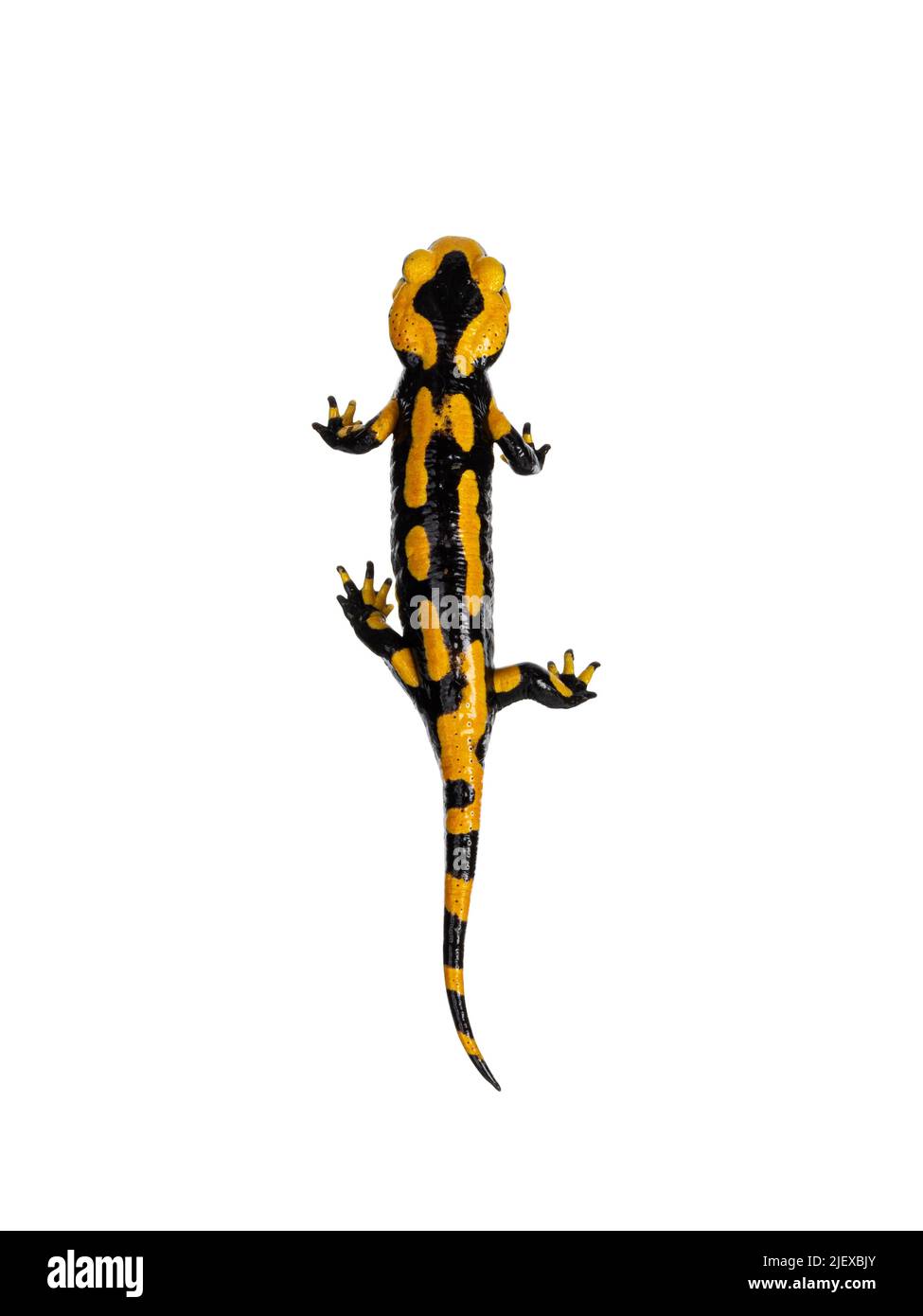 Vue de dessus de Salamandre de feu noir et jaune Salamaka Salamandra salamandra. Debout sur fond blanc. Banque D'Images
