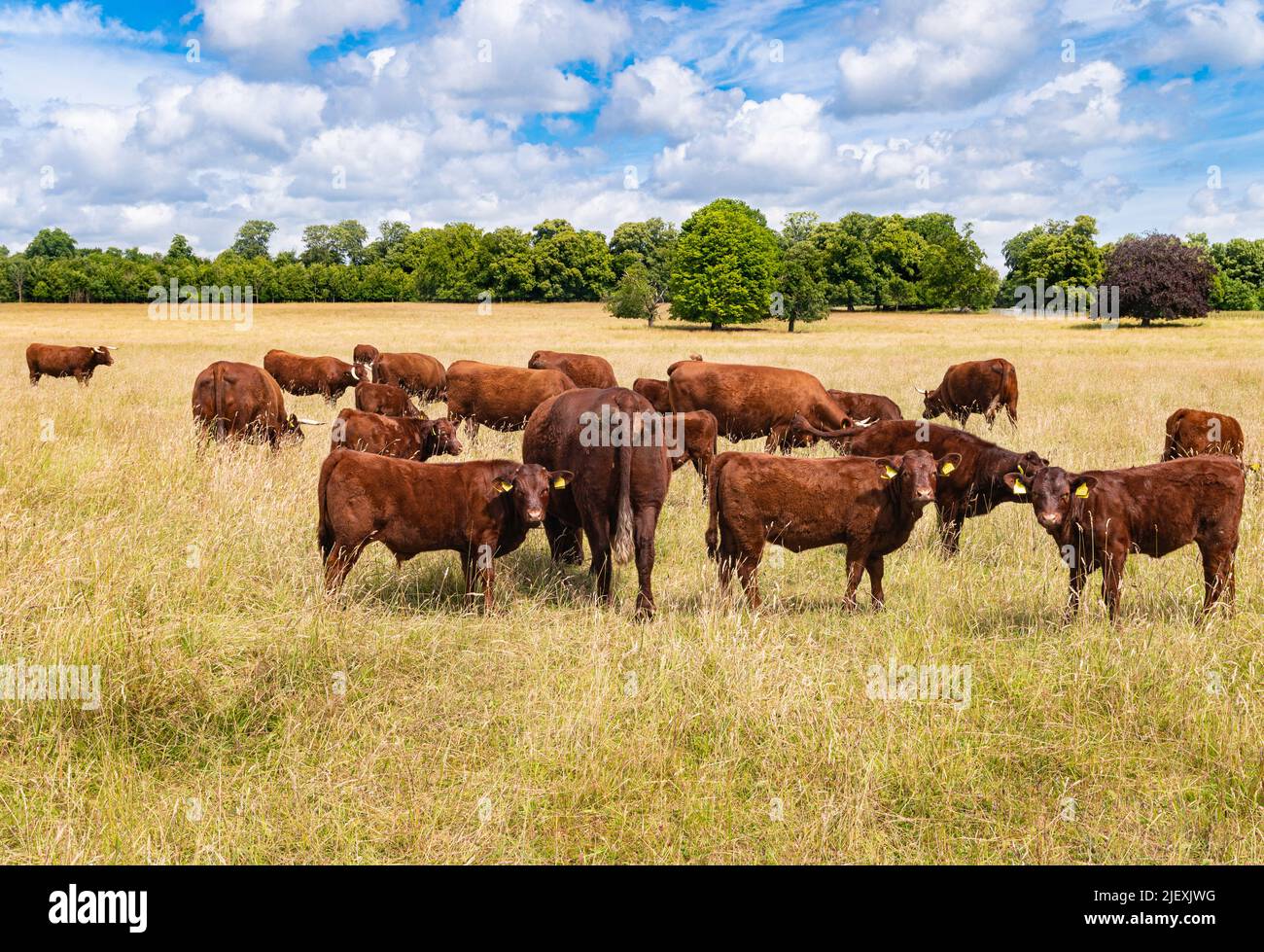Les Devons rubis rouges ou les vaches du Devon du Nord paissent dans le champ par une journée ensoleillée et nuageux dans un champ ouvert avec de grandes herbes séchées dans la campagne du Dorset. Banque D'Images
