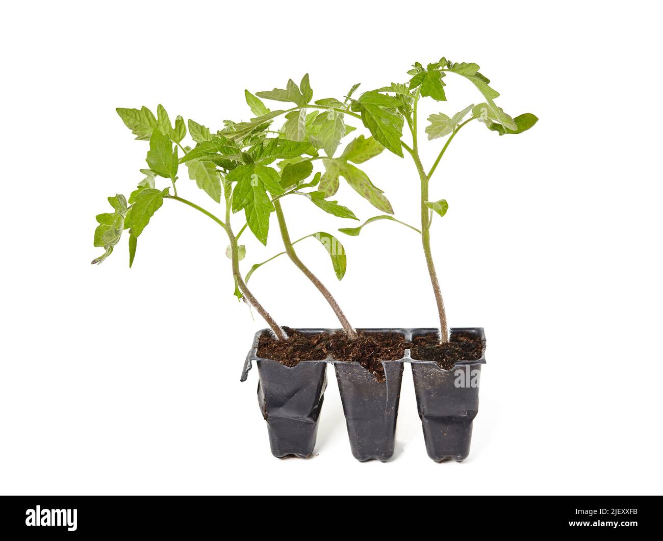 Plantule de tomate dans un pot en plastique isolé sur fond blanc. Culture de légumes dans le sol à l'intérieur ou en serre Banque D'Images