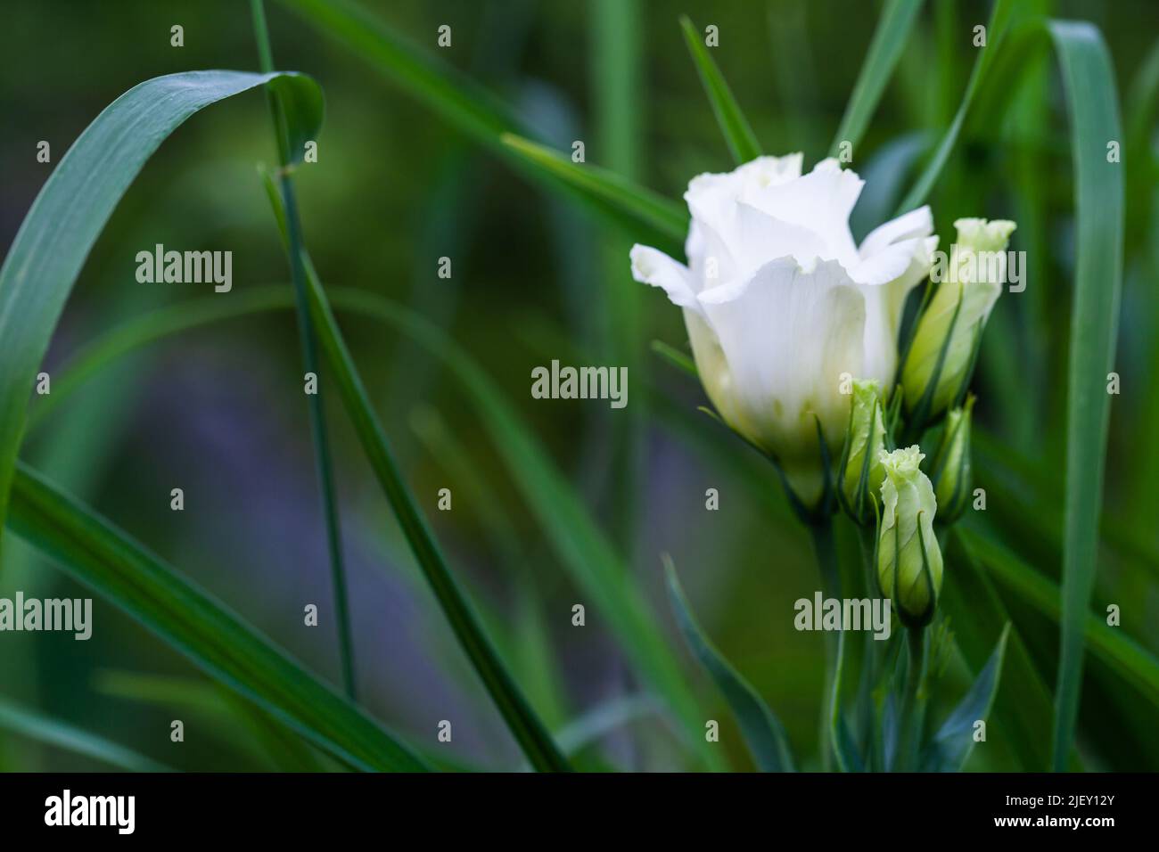 Fleur blanche d'Eustoma croissant dans le jardin d'été, communément connu sous le nom de lisianthus ou gentiane de prairie, c'est un petit genre de plantes de la famille gentiane Banque D'Images