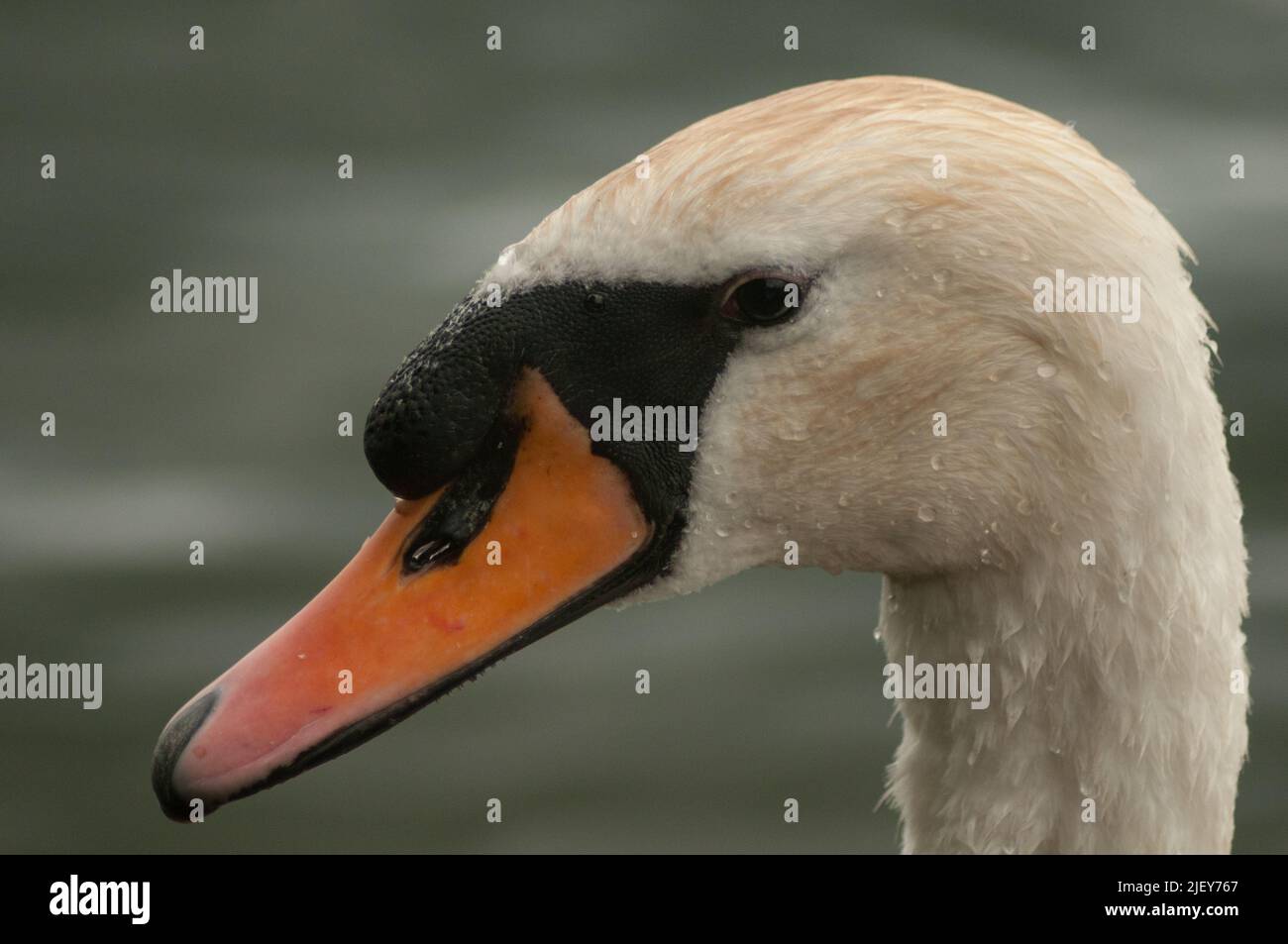 gros plan sur la tête des swans muets Banque D'Images