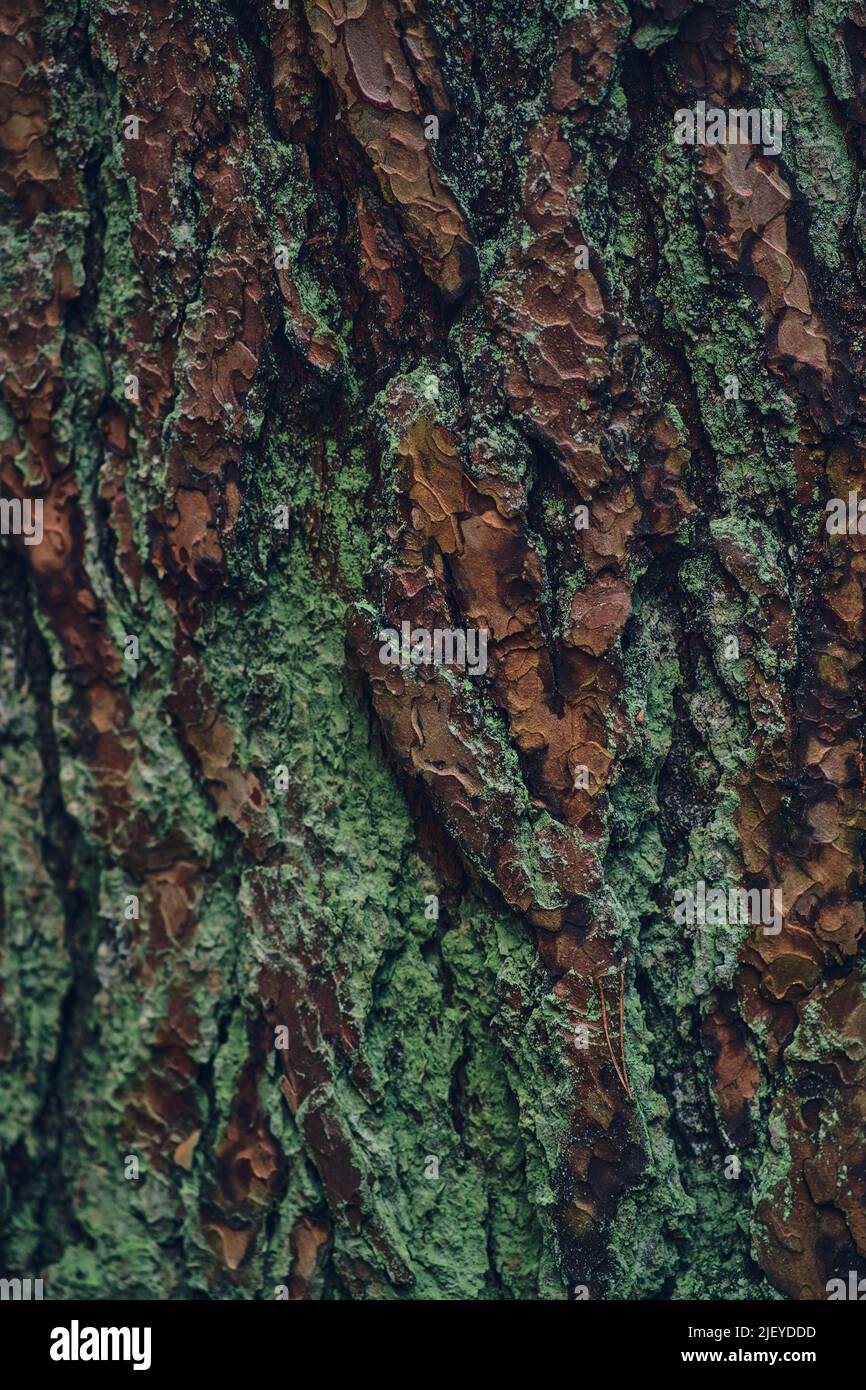 Structure de l'écorce recouverte de lichen.Photo de haute qualité Banque D'Images