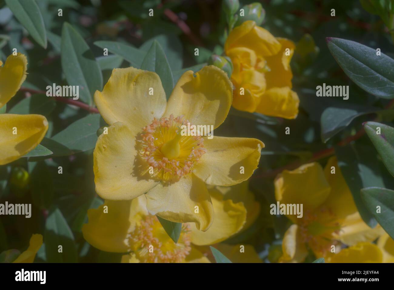 Hypericum hidcote, fleur de millepertuis vue dans la lumière visible et ultraviolette qui présente des guides de vision d'insectes pour la pollinisation Banque D'Images