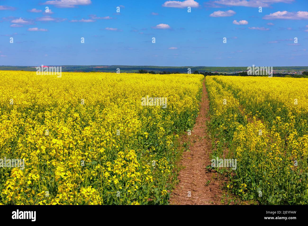 Champ de colza jaune en fleurs avec jauge de tracteur et ciel bleu avec nuages blancs, technique de superposition de mise au point Banque D'Images