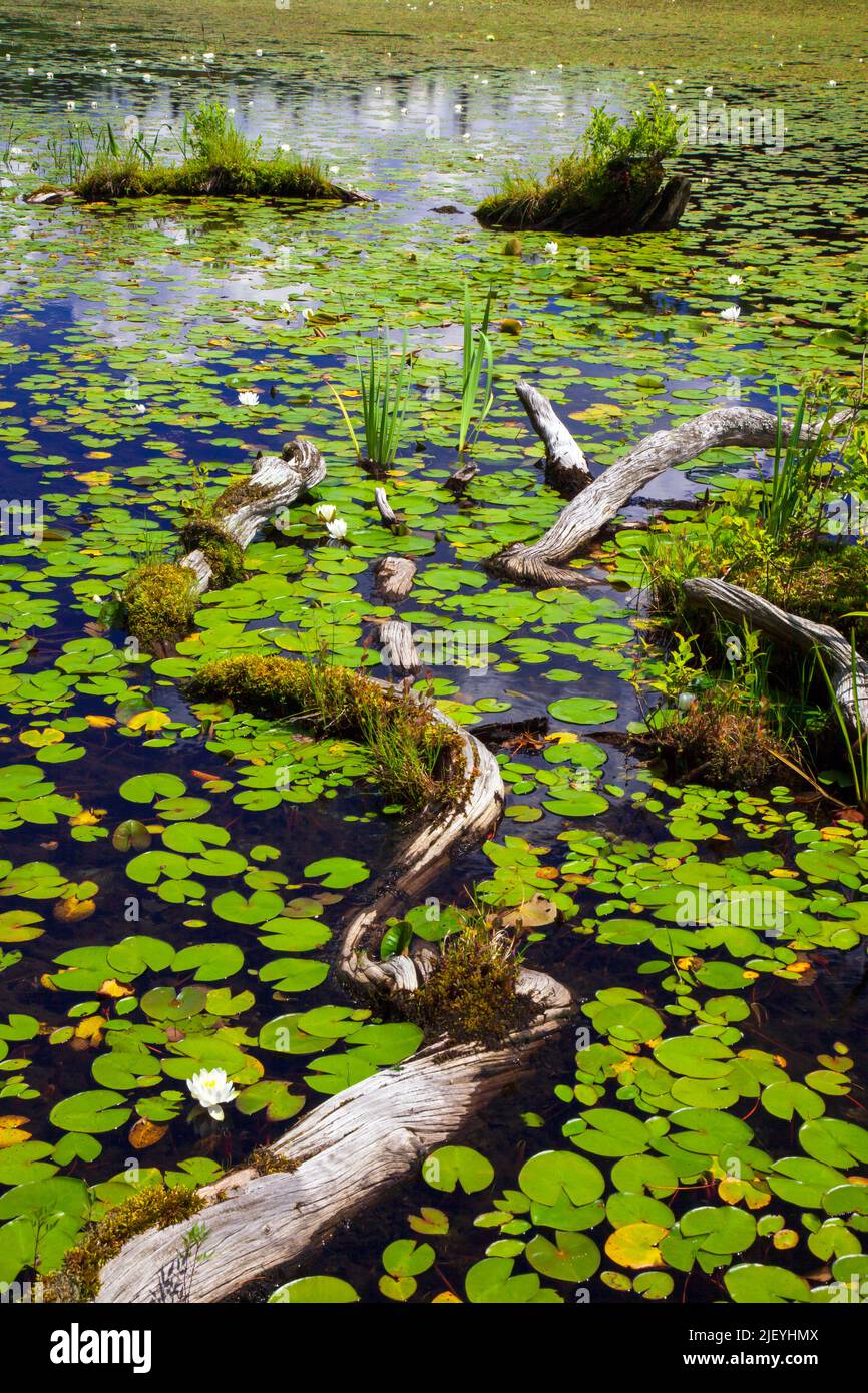 La zone littorale sur 422 acres promis Land Lake sur Pocono Mountai en Pennsylvanie Banque D'Images