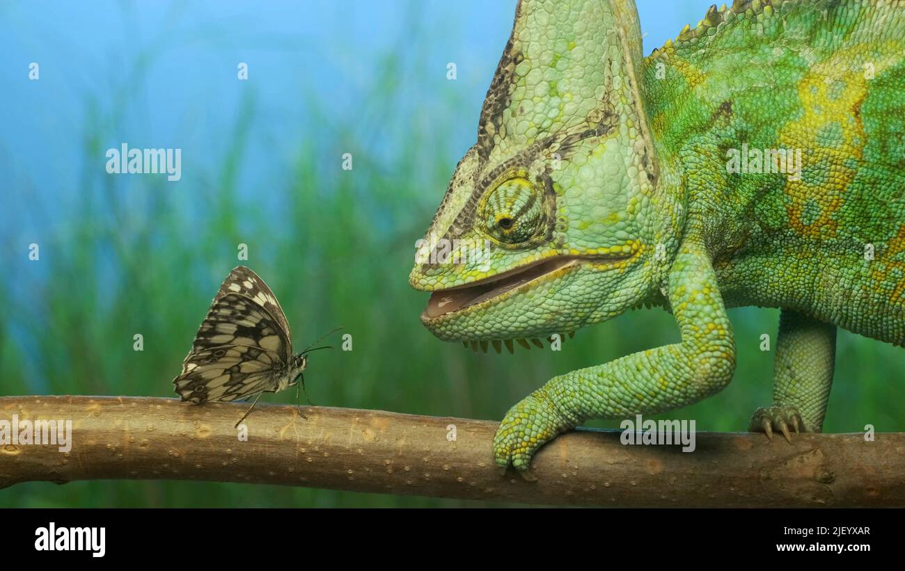 La caméléon gros plan vert vif se penche curieusement sur le papillon moutley. Caméléon voilé (Chamaeleo calyptratus) et papillon blanc de bain de l'est (Ponti Banque D'Images