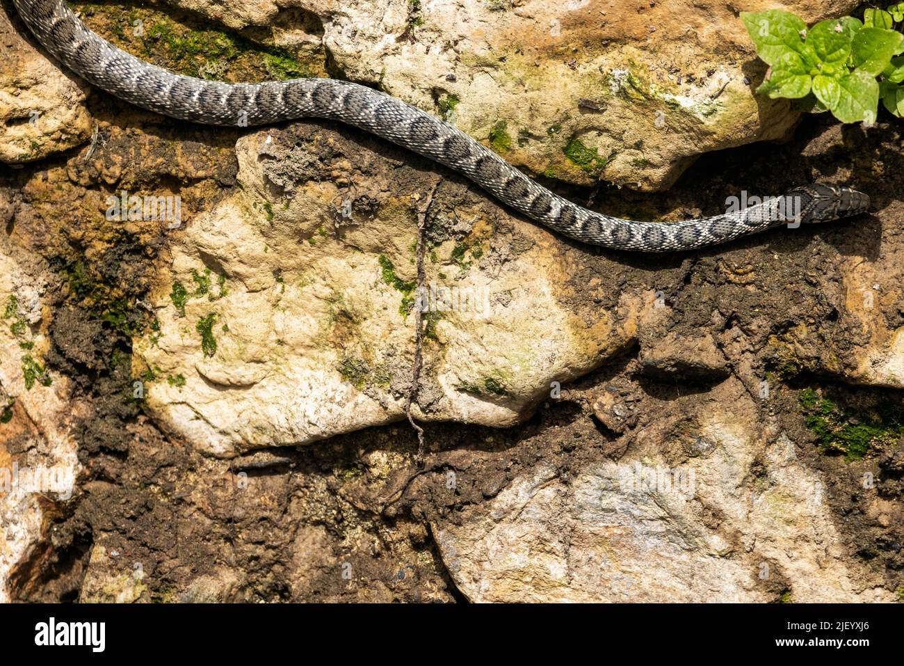 Serpent de whip de cheval vu embrasser un mur le long de la rivière sèche lit du Rio JATE, la Herradura, Almuneca, Andalousie, Espagne. 20th juin 2022 Banque D'Images