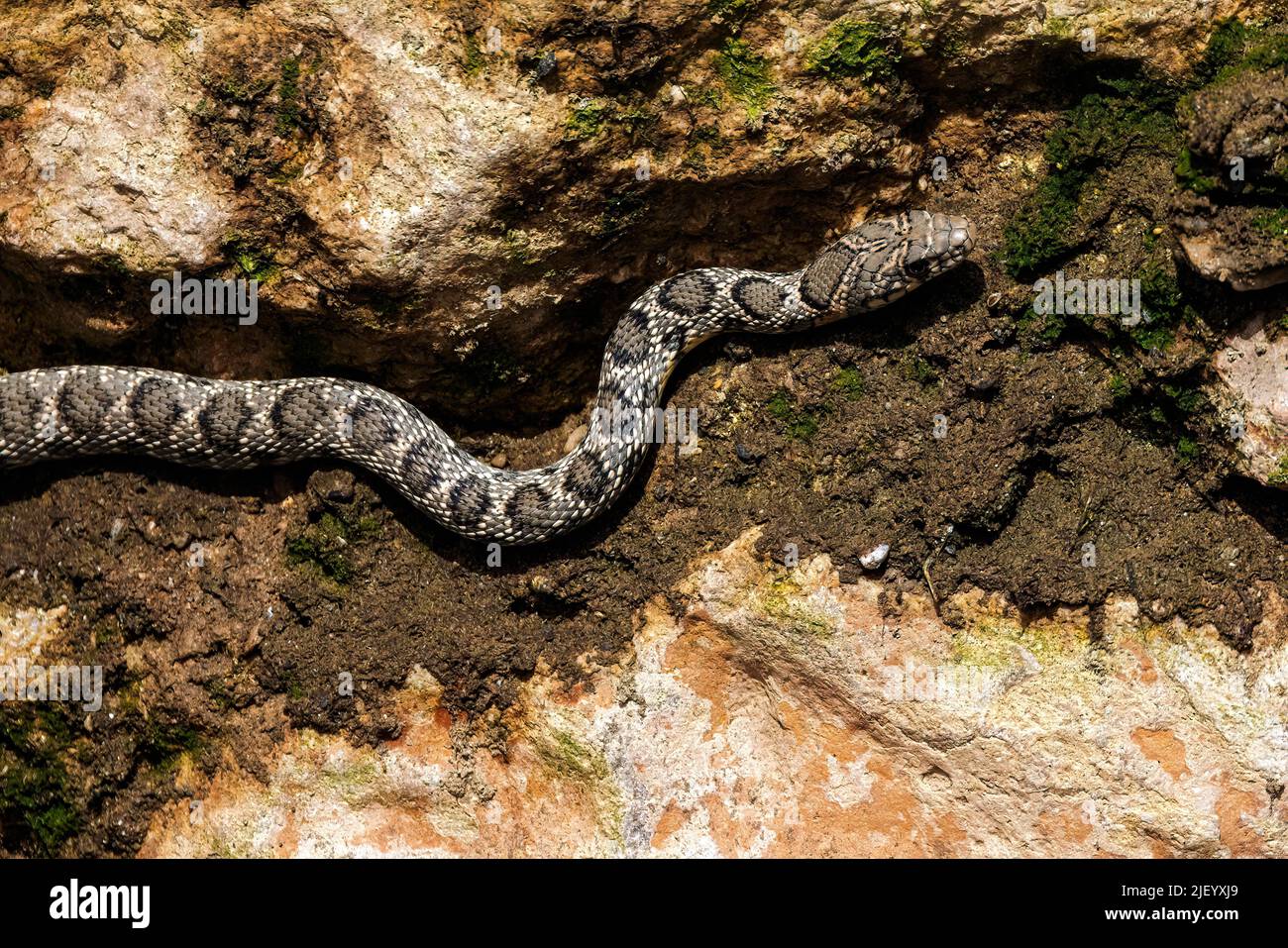 Serpent de whip de cheval vu embrasser un mur le long de la rivière sèche lit du Rio JATE, la Herradura, Almuneca, Andalousie, Espagne. 20th juin 2022 Banque D'Images