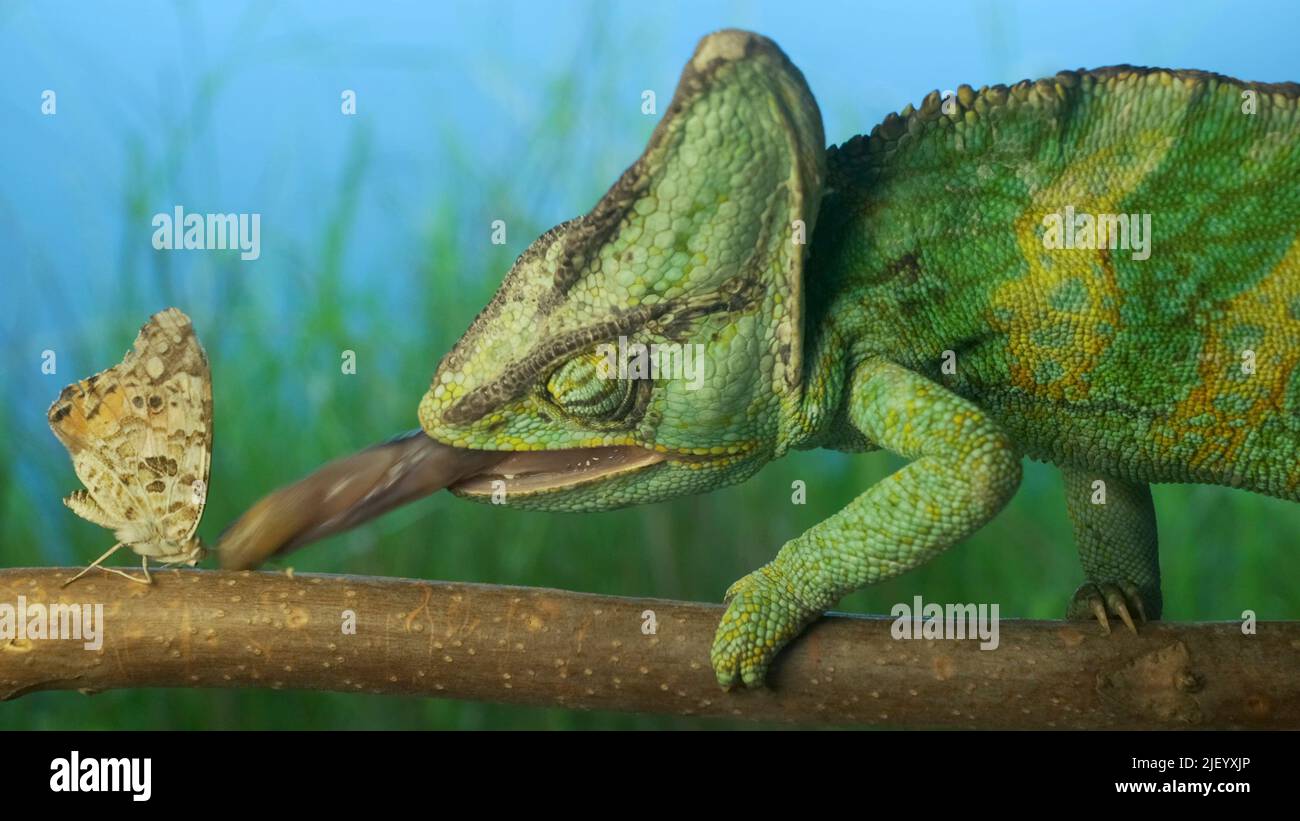 Gros plan, le caméléon vert vif chasse le papillon de moutley. Caméléon voilé (Chamaeleo calyptratus) papillon peint (Vanessa cardui) Banque D'Images