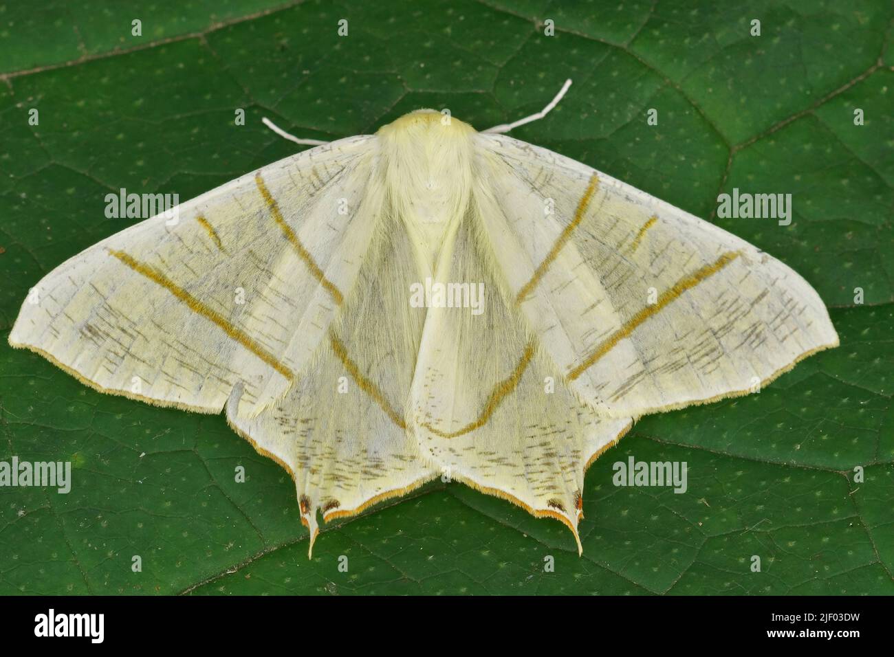 Gros plan sur un papillon jaune clair, Ourapteryx sambucaria avec ailes ouvertes sur une feuille verte dans le jardin Banque D'Images