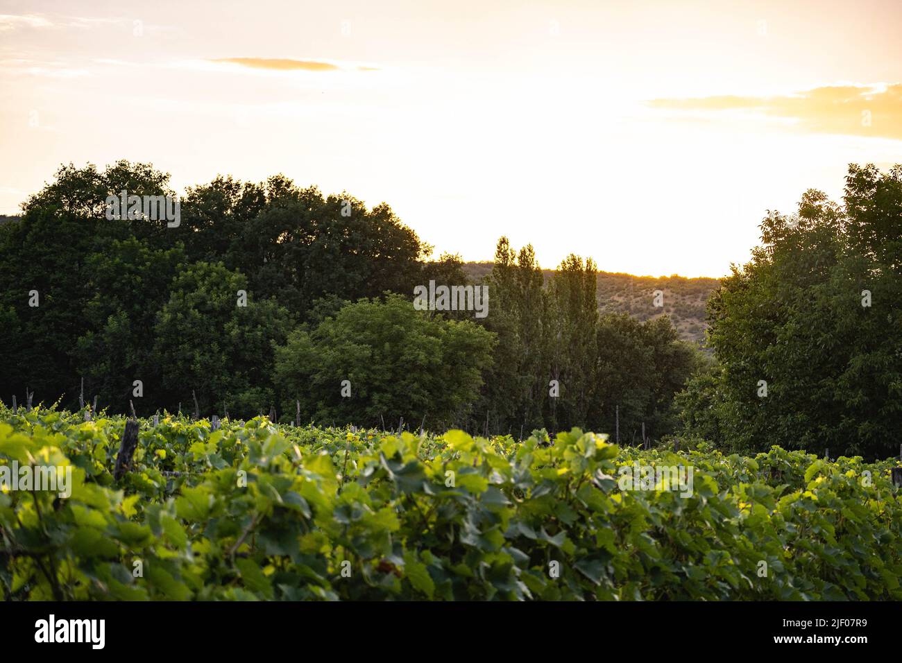 Vignoble près de Demir Kapija, Macédoine du Nord Banque D'Images