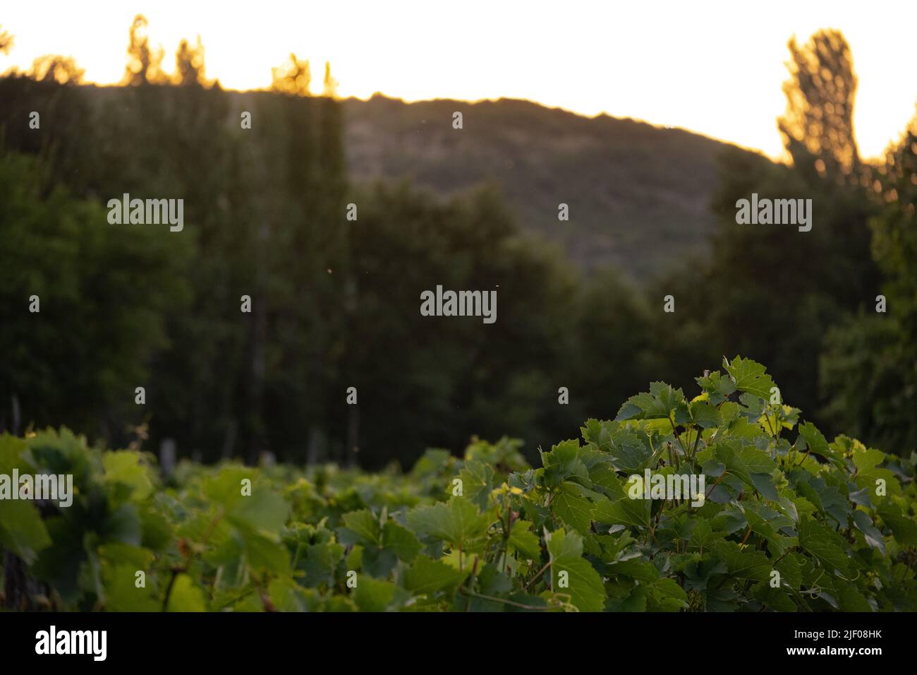 Vignoble près de Demir Kapija, Macédoine du Nord Banque D'Images