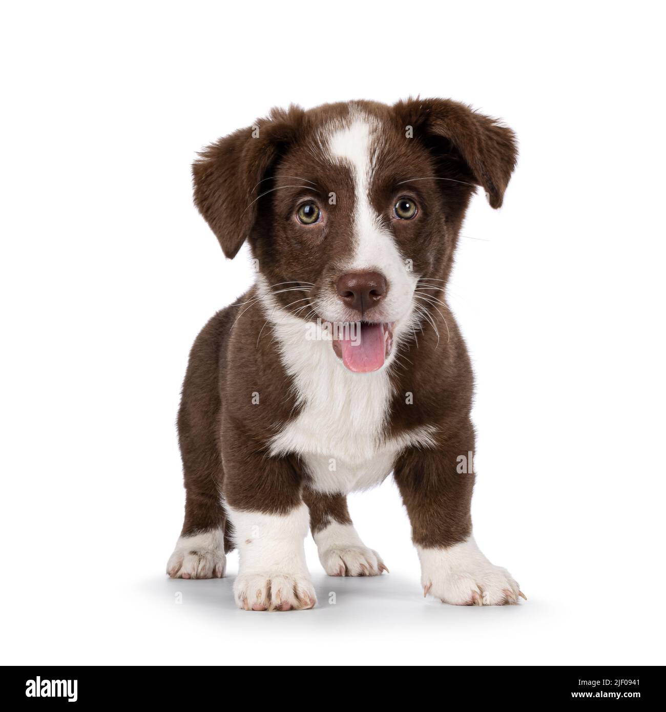 Mignon brun avec galloise Corgi blanc Cardigan chien pup, debout face à l'avant. En regardant vers l'appareil photo. Isolé sur un fond blanc. Bouche ouverte, langue Banque D'Images