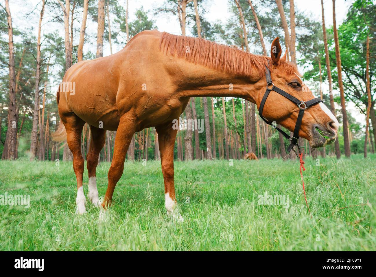 Le cheval adulte aime paître sur la glade verte fraîche dans la forêt Banque D'Images