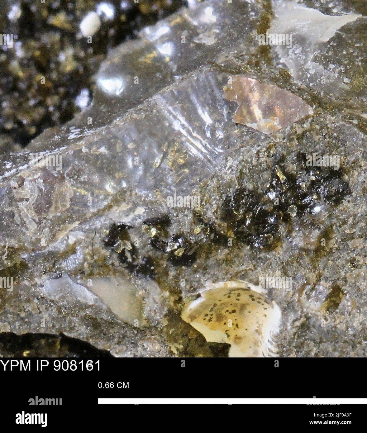 Scaphitidae. Banque D'Images