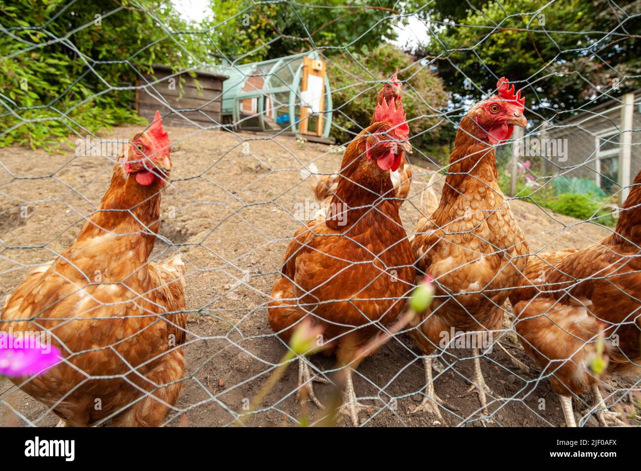 Un groupe de poulets debout à l'extérieur derrière une clôture en fil de fer Banque D'Images