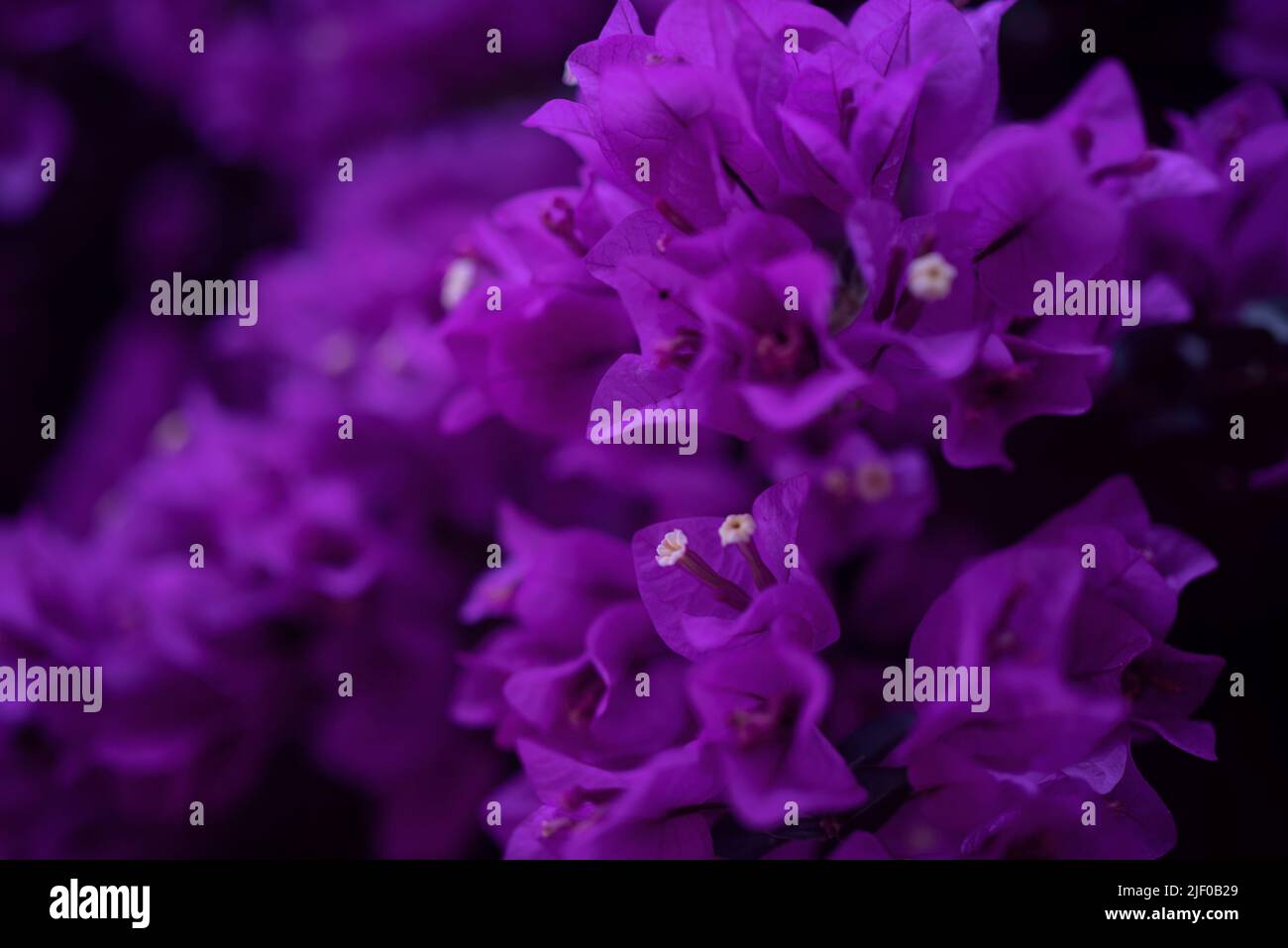 Bougainvillea fleurit sur fond noir, surtout photo floue Banque D'Images