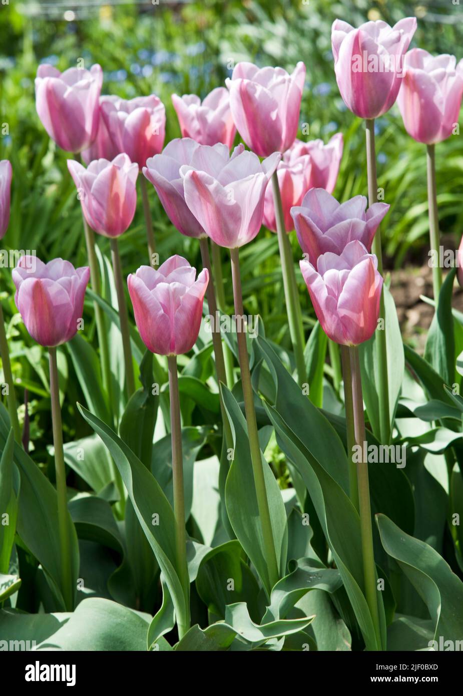 Tulipa 'maîtresse mystique' Banque D'Images