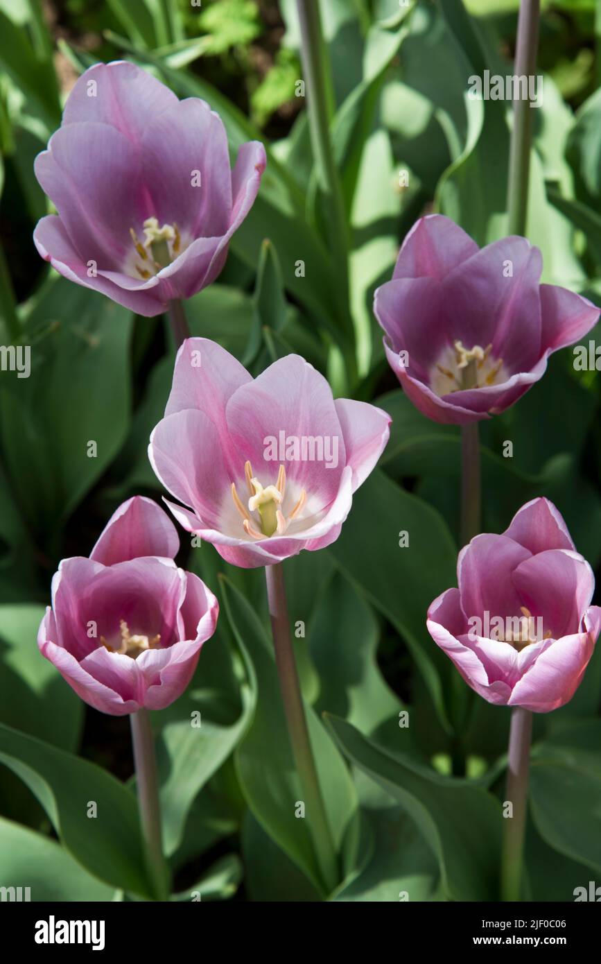 Tulipa 'maîtresse mystique' Banque D'Images
