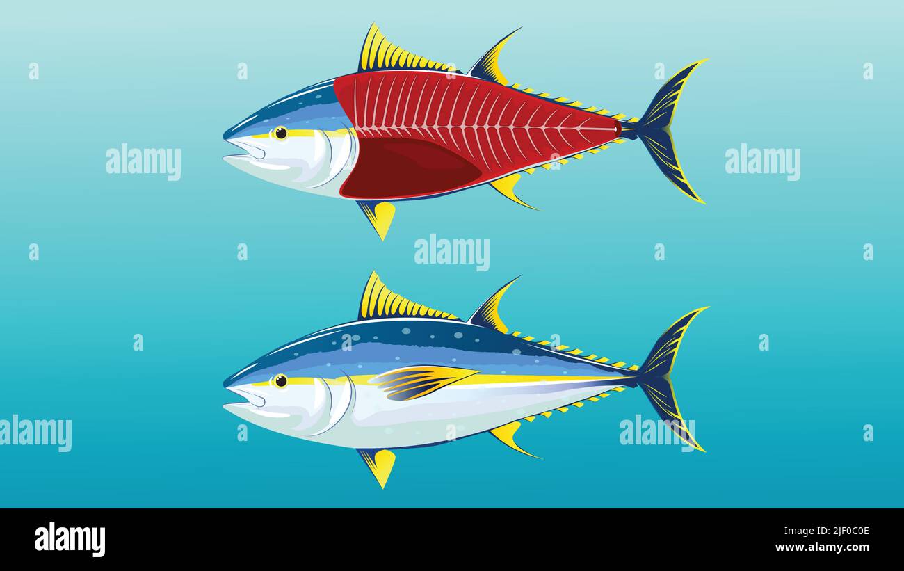 une image de dessin animé de deux espèces de poissons (thon à nageoires jaunes) sur fond bleu Illustration de Vecteur