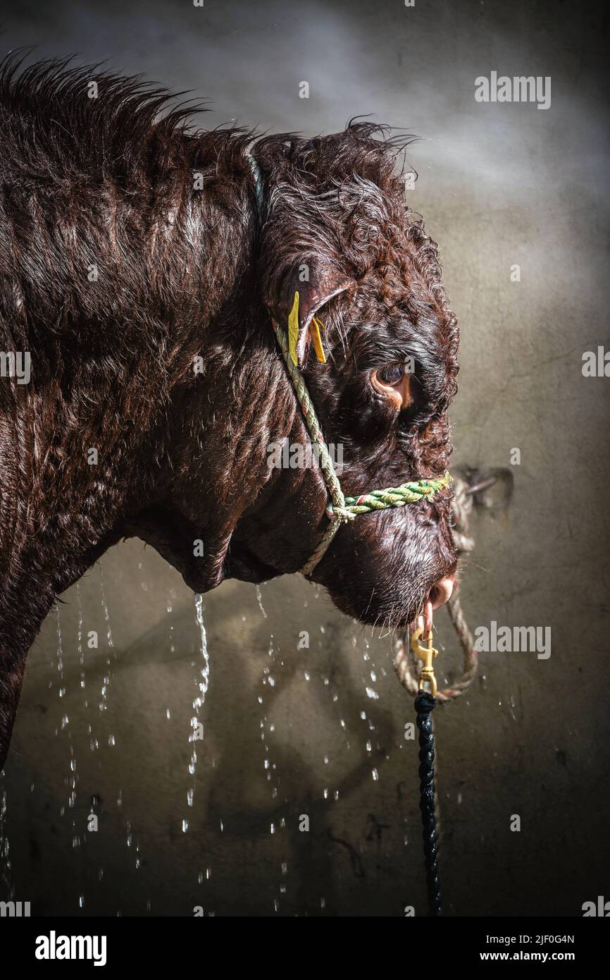 Bull au grand spectacle du Yorkshire à Harrogate. Banque D'Images