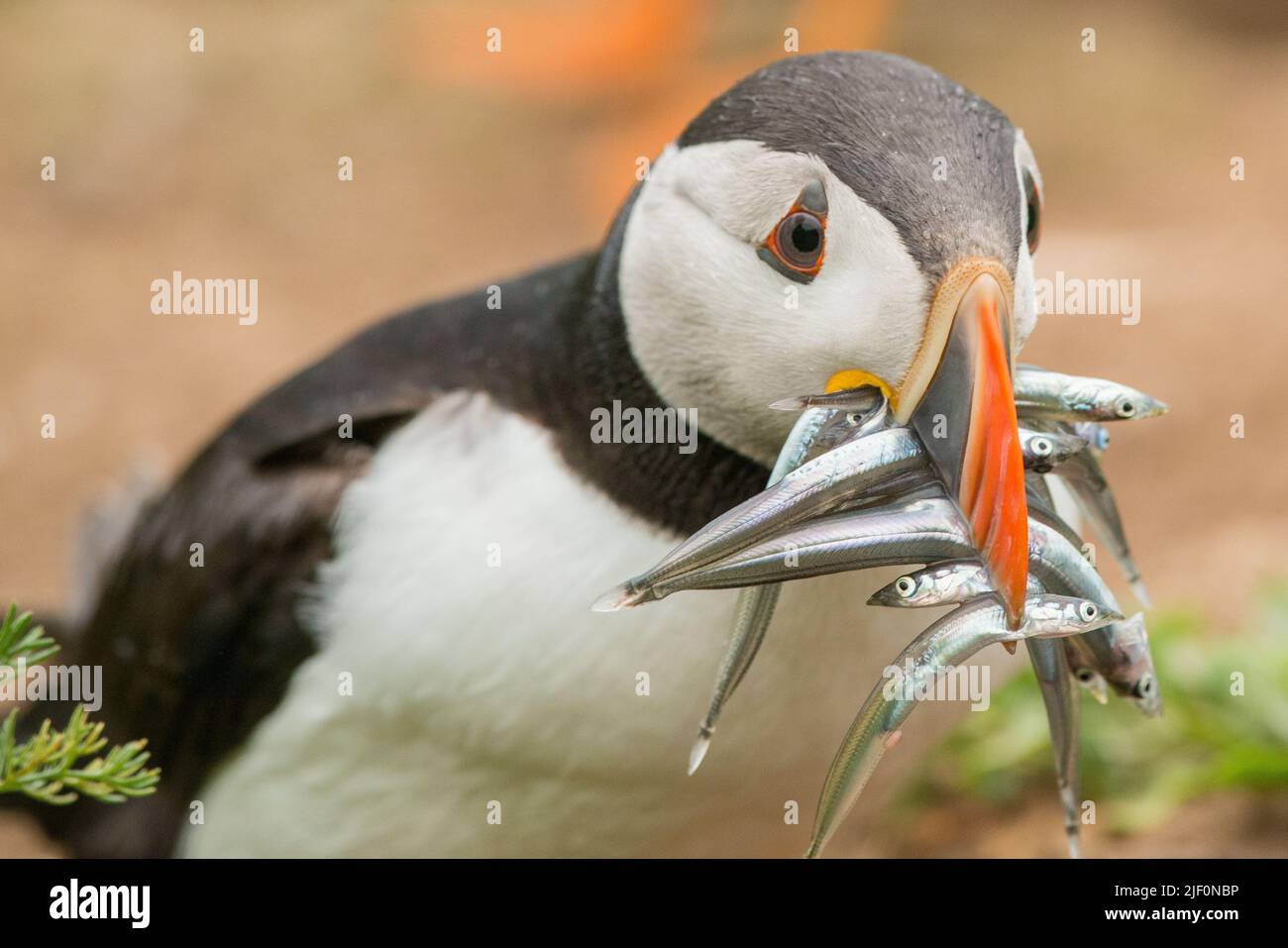 Puffin avec bec rempli de sandels sur l'île de Skomer, pays de Galles, Royaume-Uni Banque D'Images