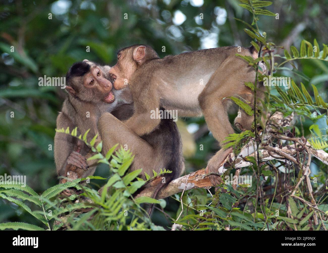 Le macaque (Macaca nemestrina), une taie de cochon du sud, lutte dans la canopée de la rivière Menaggul, Sabah, Bornéo. Banque D'Images