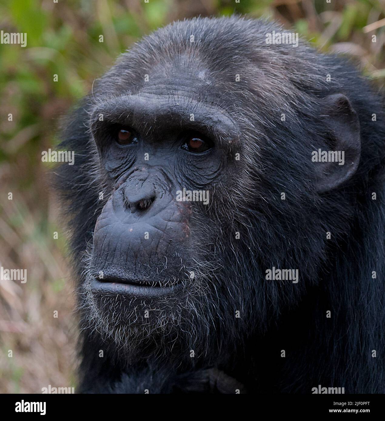 Chimpanzé (Pan troglodytes) dans OL Pejeta Conservancy, Kenya. Banque D'Images