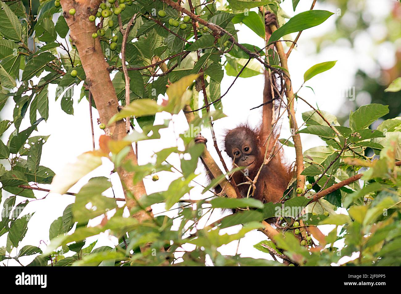 Bébé orangutang (Pongo pygmaeus wurmbii) de la réserve forestière de Deramakot, Sabah, Bornéo. Banque D'Images