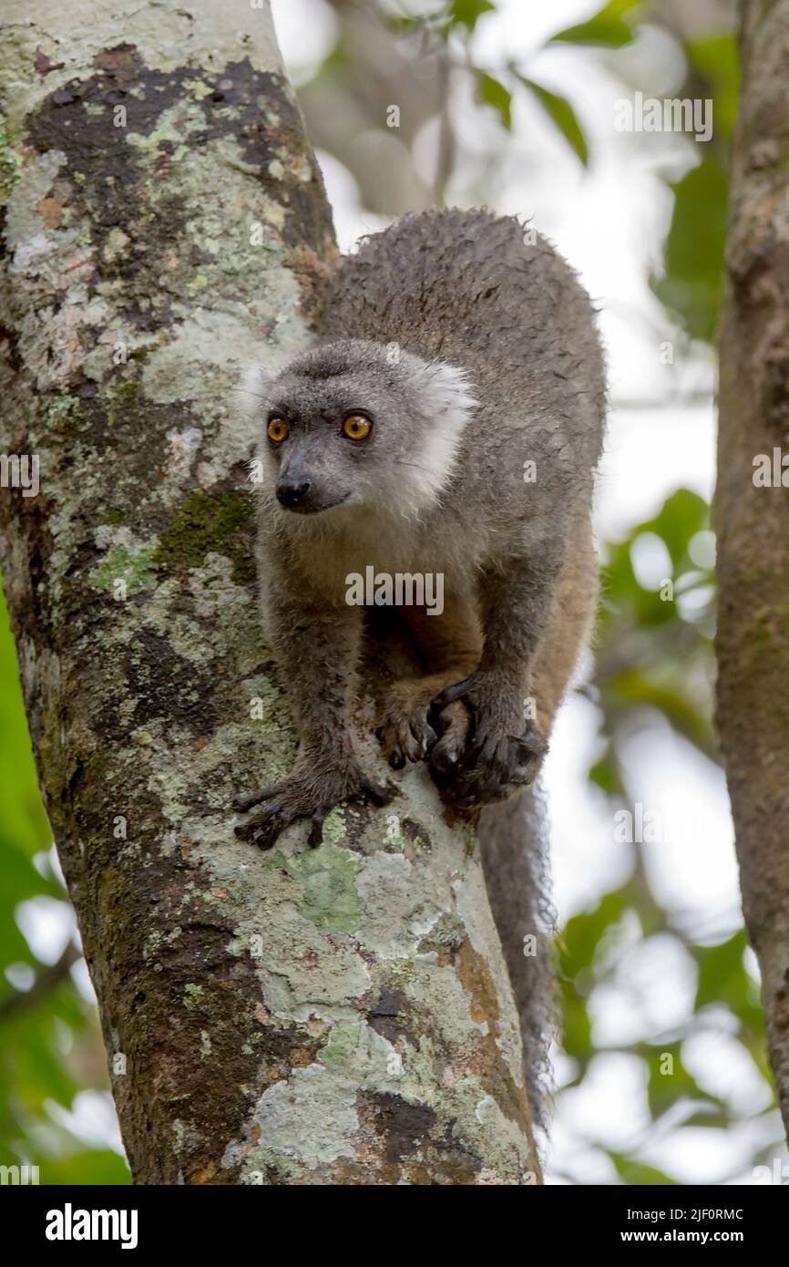 Hybride entre le lémurien noir (Eulemur macaco) et le lémurien couronné (Eulemur coronatus) à Palmarium Resort, Madagascar. Banque D'Images