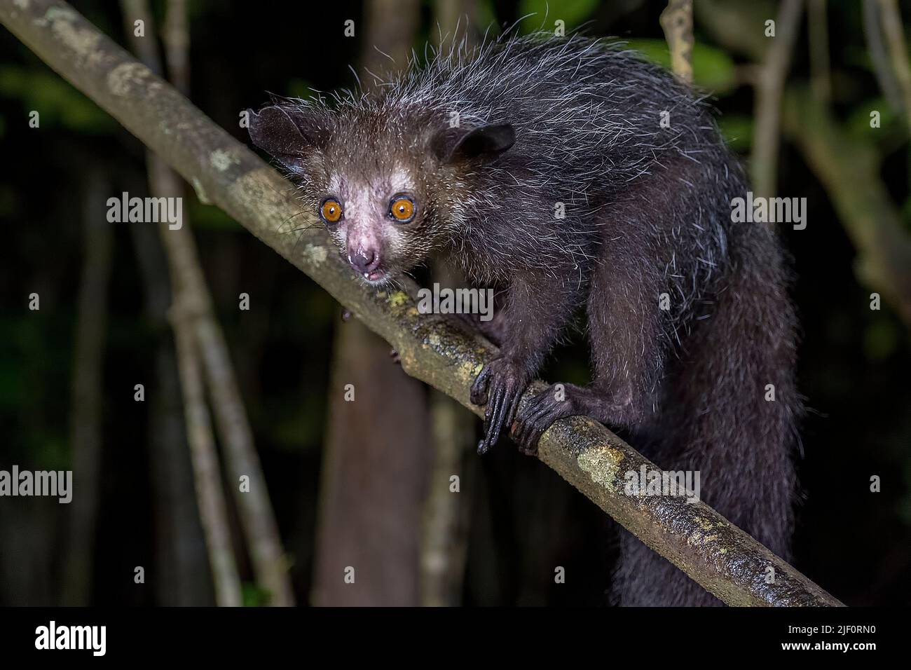 Aye-Aye (Daubentonia madagascariensis) dans son habitat naturel à Madagascar. Banque D'Images