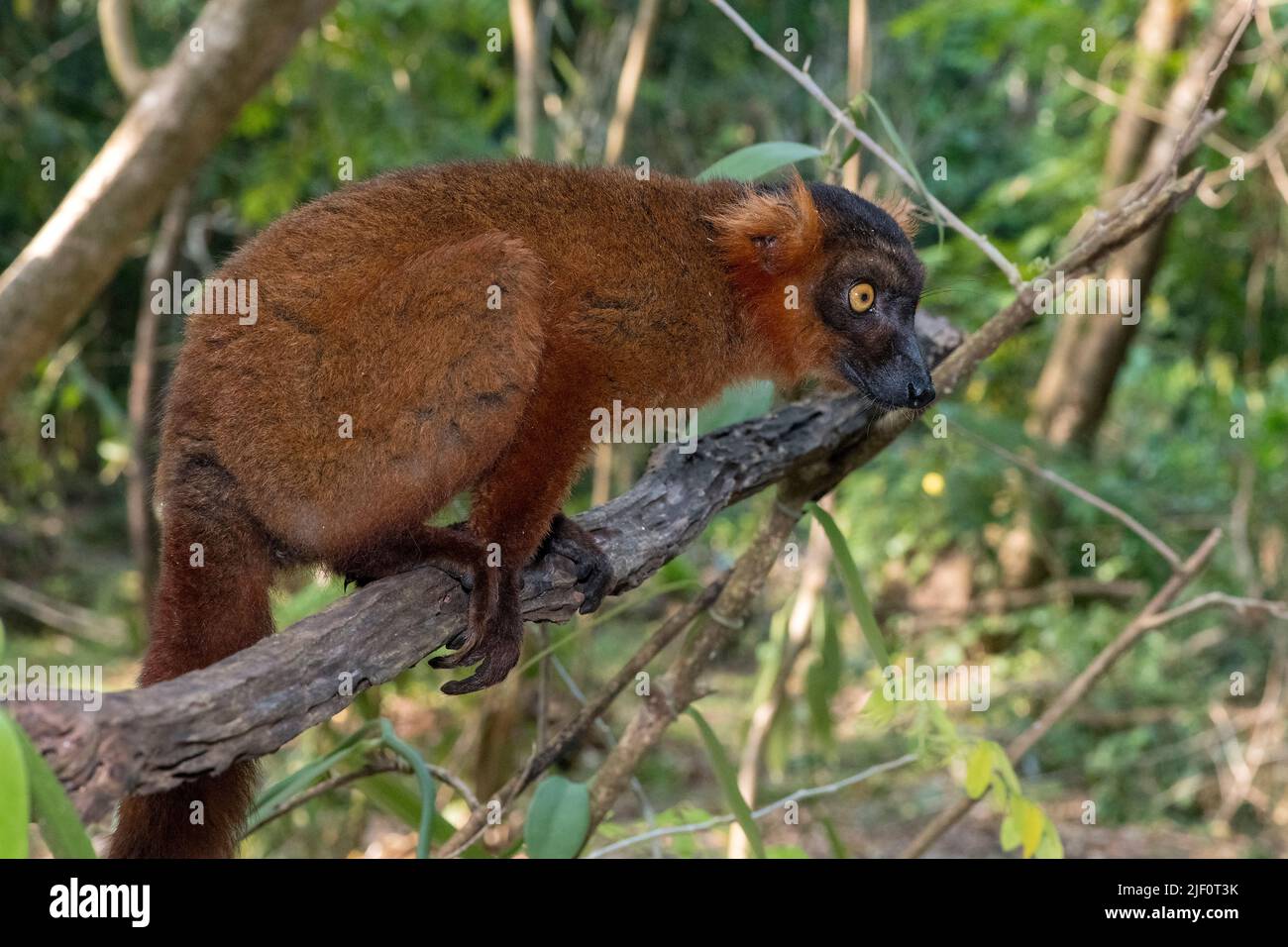 Hybride entre le lémurien noir (Eulemur macaco) et le lémurien couronné (Eulemur coronatus) à Palmarium Resort, Madagascar. Banque D'Images