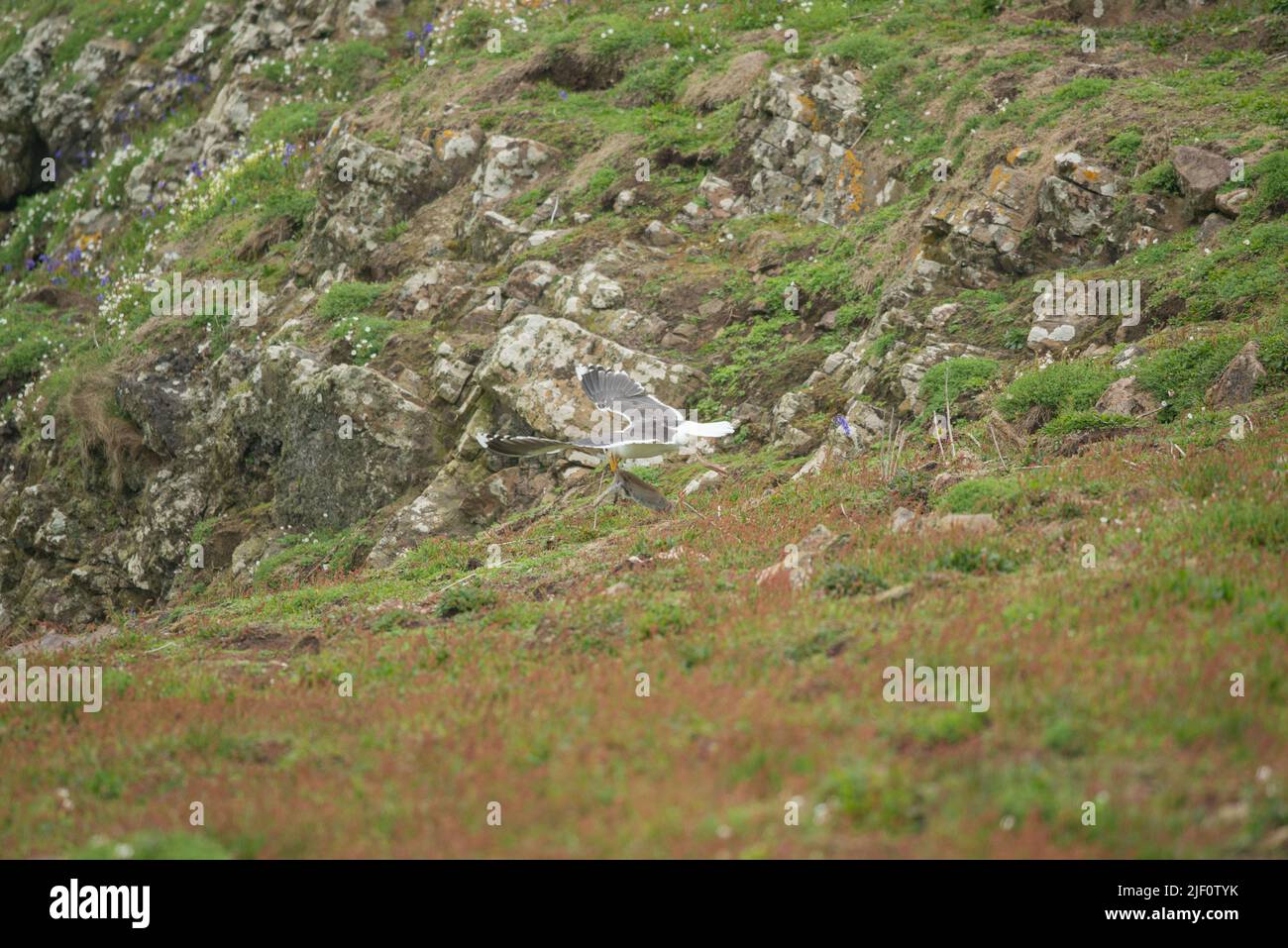 Grand guette à dos noir (Larus marinus), lapin prédatant, Skomer Island, pays de Galles, Royaume-Uni Banque D'Images