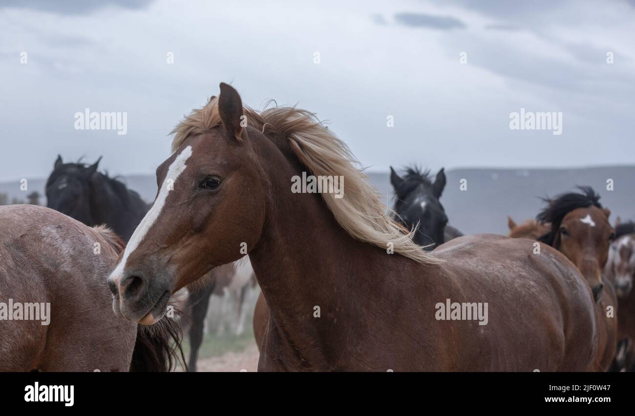 Troupeau de chevaux dans le Colorado sur un paysage poussiéreux. Troupeau de chevaux de ranch colorés faisant un sentier poussiéreux sur leur chemin dans les pâturages d'hiver.Overcast Day. Banque D'Images