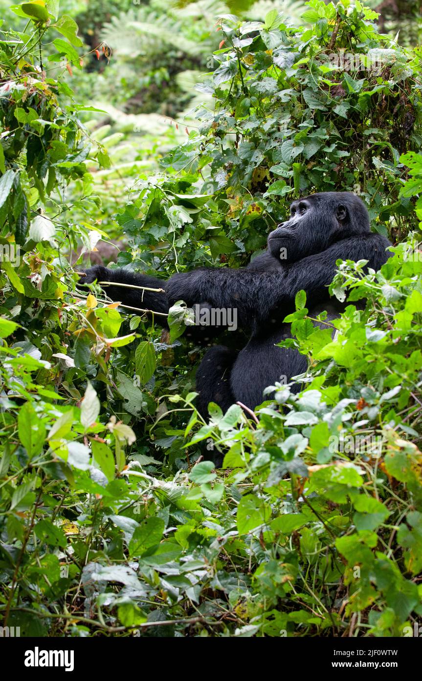 Gorilla de montagne (Gorilla berengei berengei) du parc national impénétrable de Bwindi, Ouganda. Banque D'Images