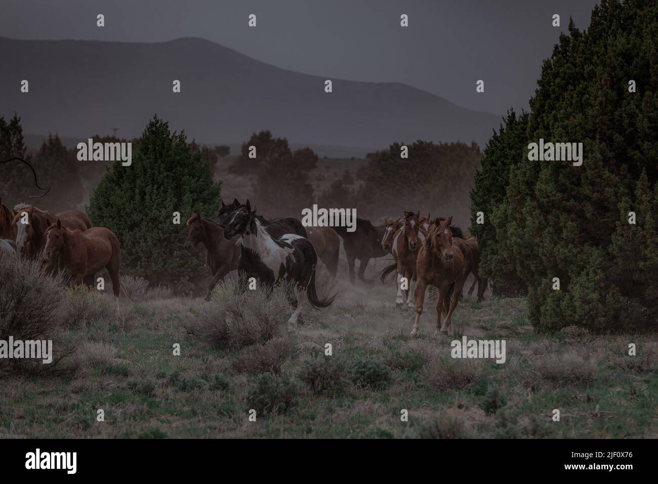 Troupeau de chevaux dans le Colorado sur un paysage poussiéreux. Troupeau de chevaux de ranch colorés faisant un sentier poussiéreux sur leur chemin dans les pâturages d'hiver.Overcast Day. Banque D'Images