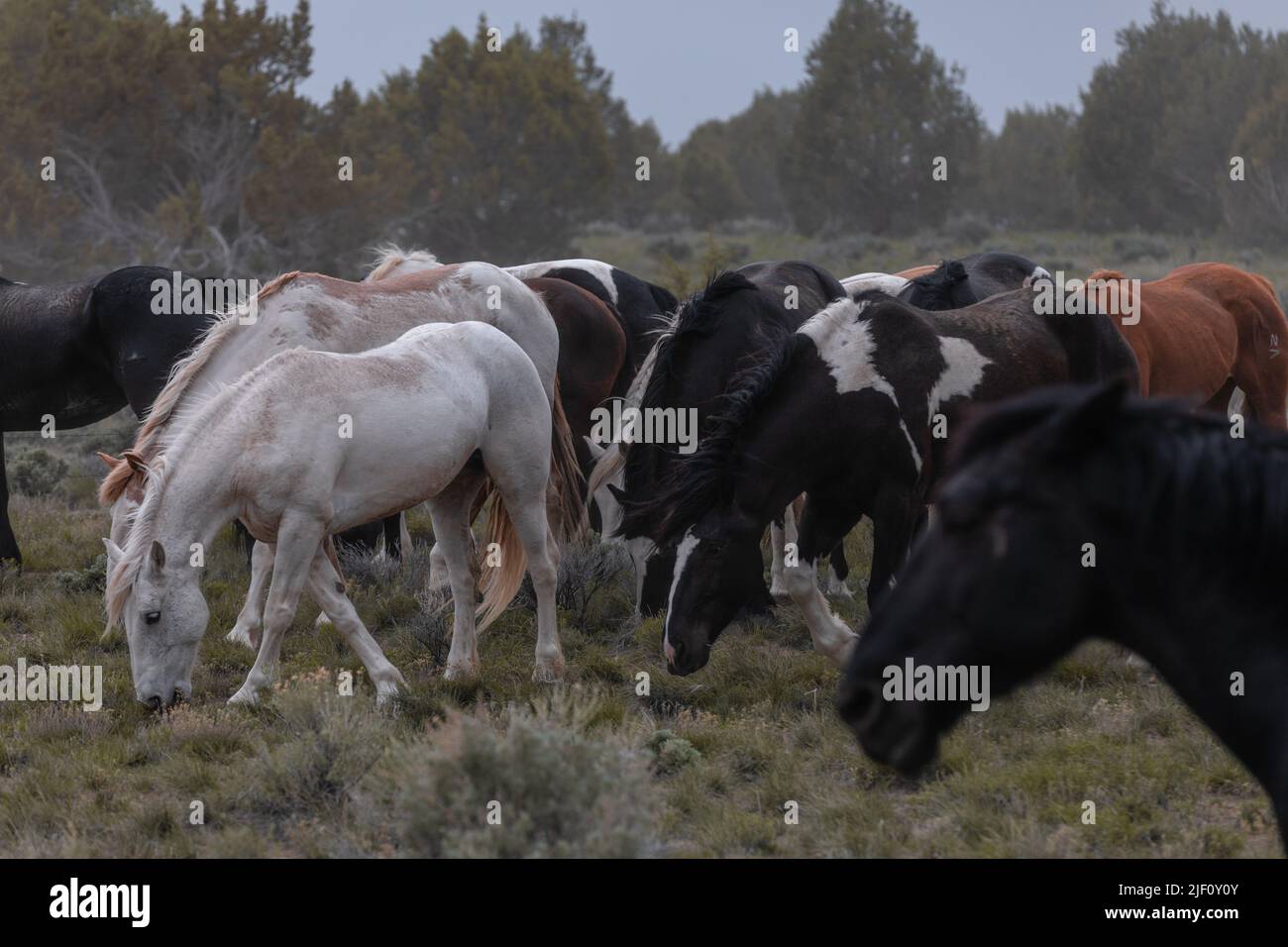 Troupeau de chevaux dans le Colorado sur un paysage poussiéreux. Troupeau de chevaux de ranch colorés faisant un sentier poussiéreux sur leur chemin dans les pâturages d'hiver.Overcast Day. Banque D'Images